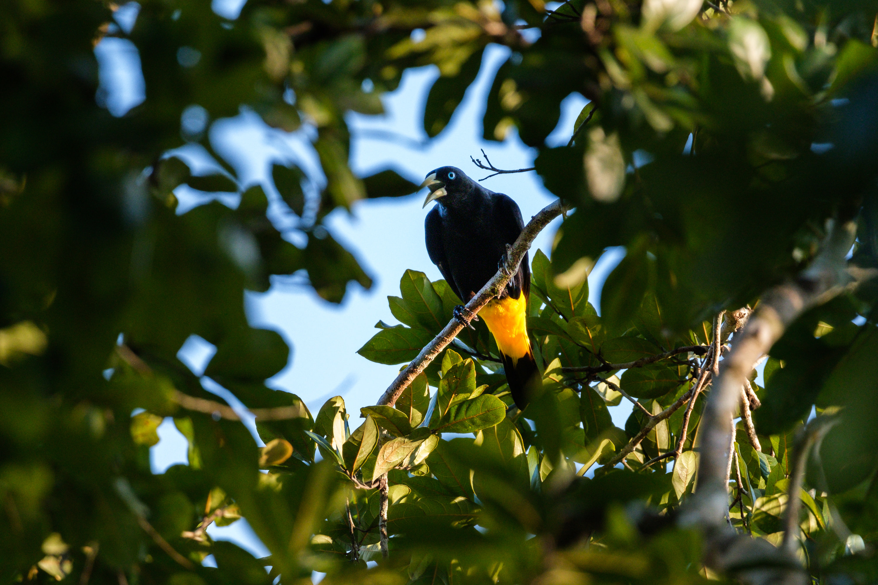 Yellow-rumped cacique (Cacicus cela)