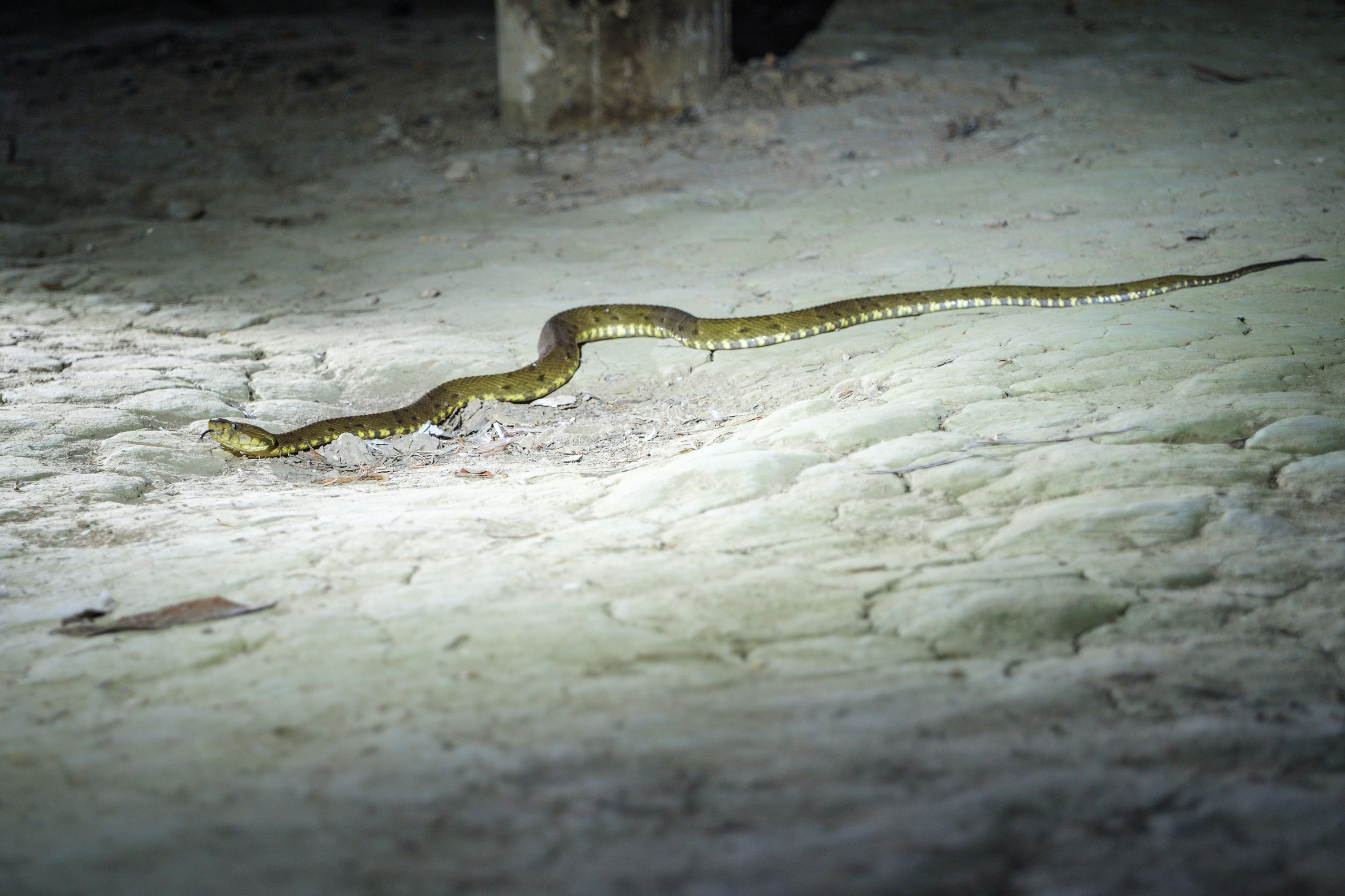 Fer-de-lance pit viper (Bothrops atrox); Instagram video taken at the same time