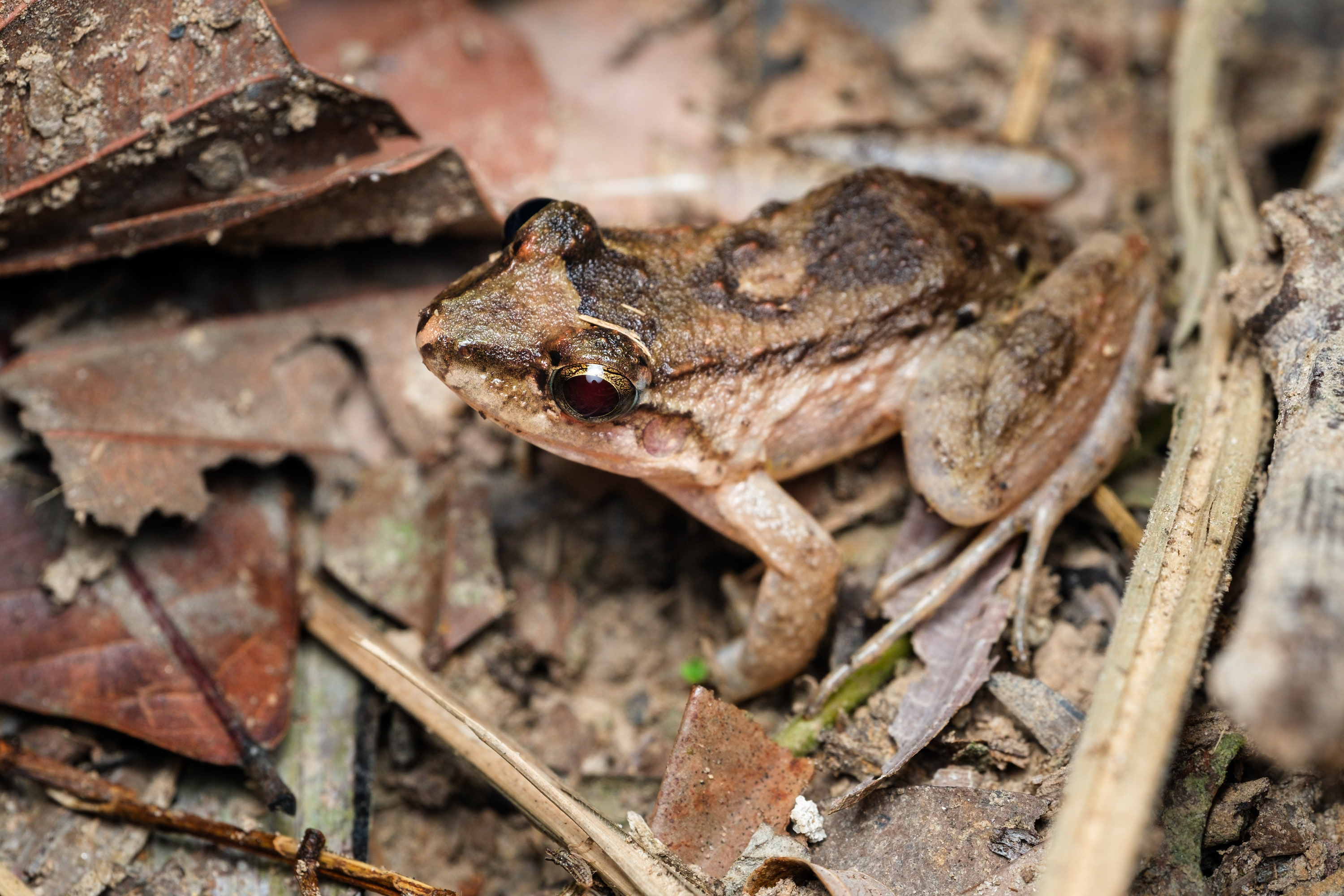 Leptodactylus sp.