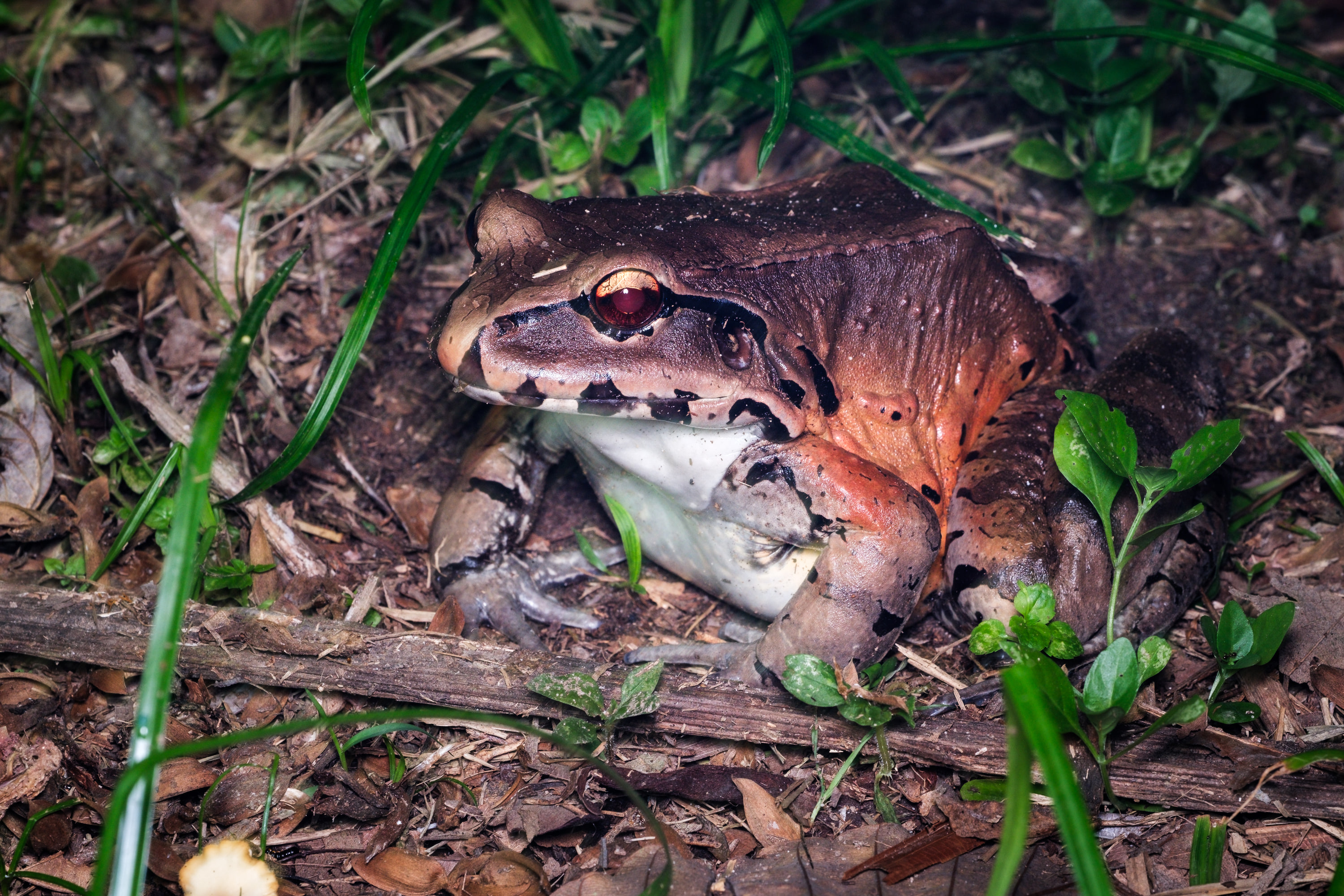 Smoky jungle frog (Leptodactylus pentadactylus)