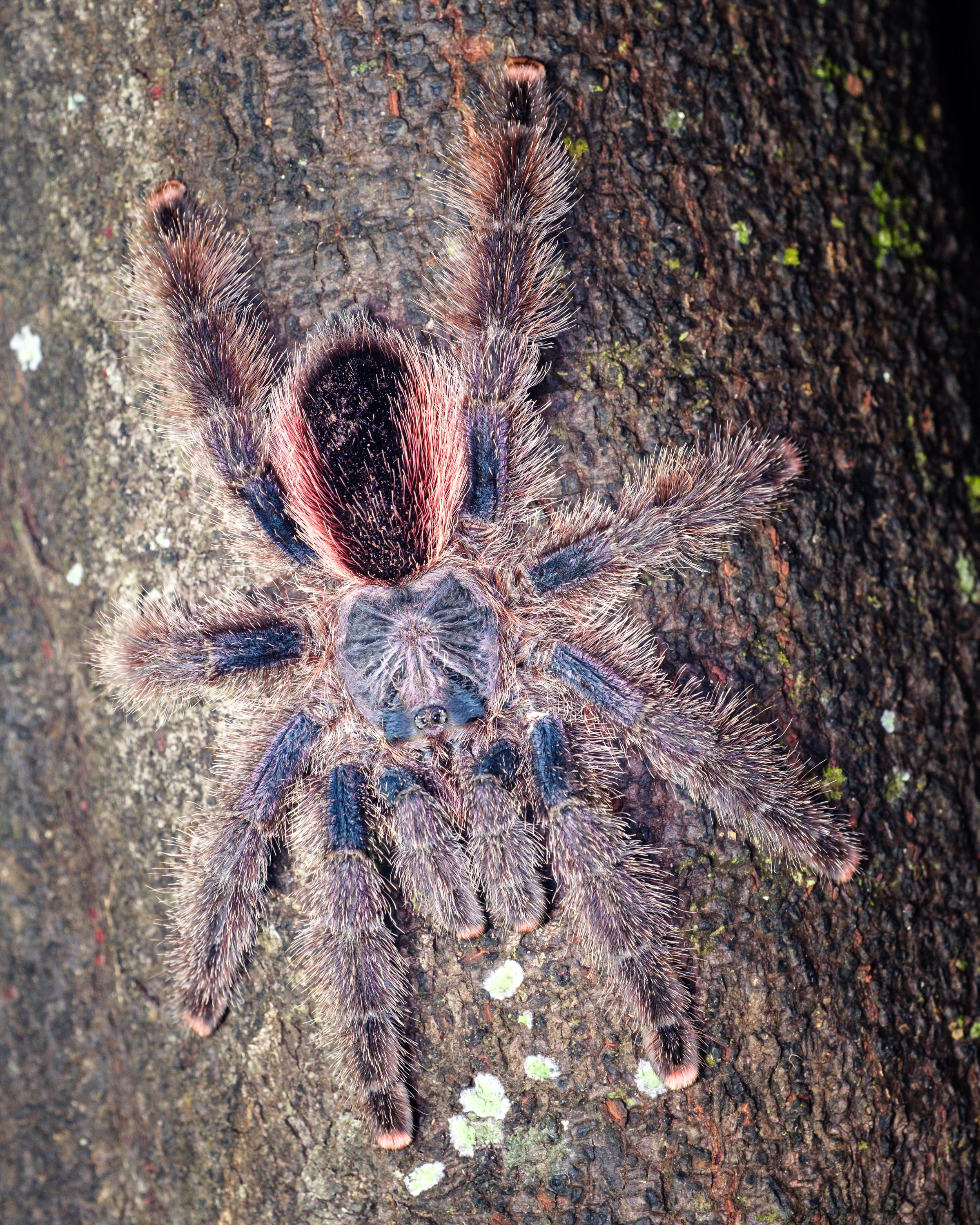 Pinktoe tarantula (Avicularia avicularia)