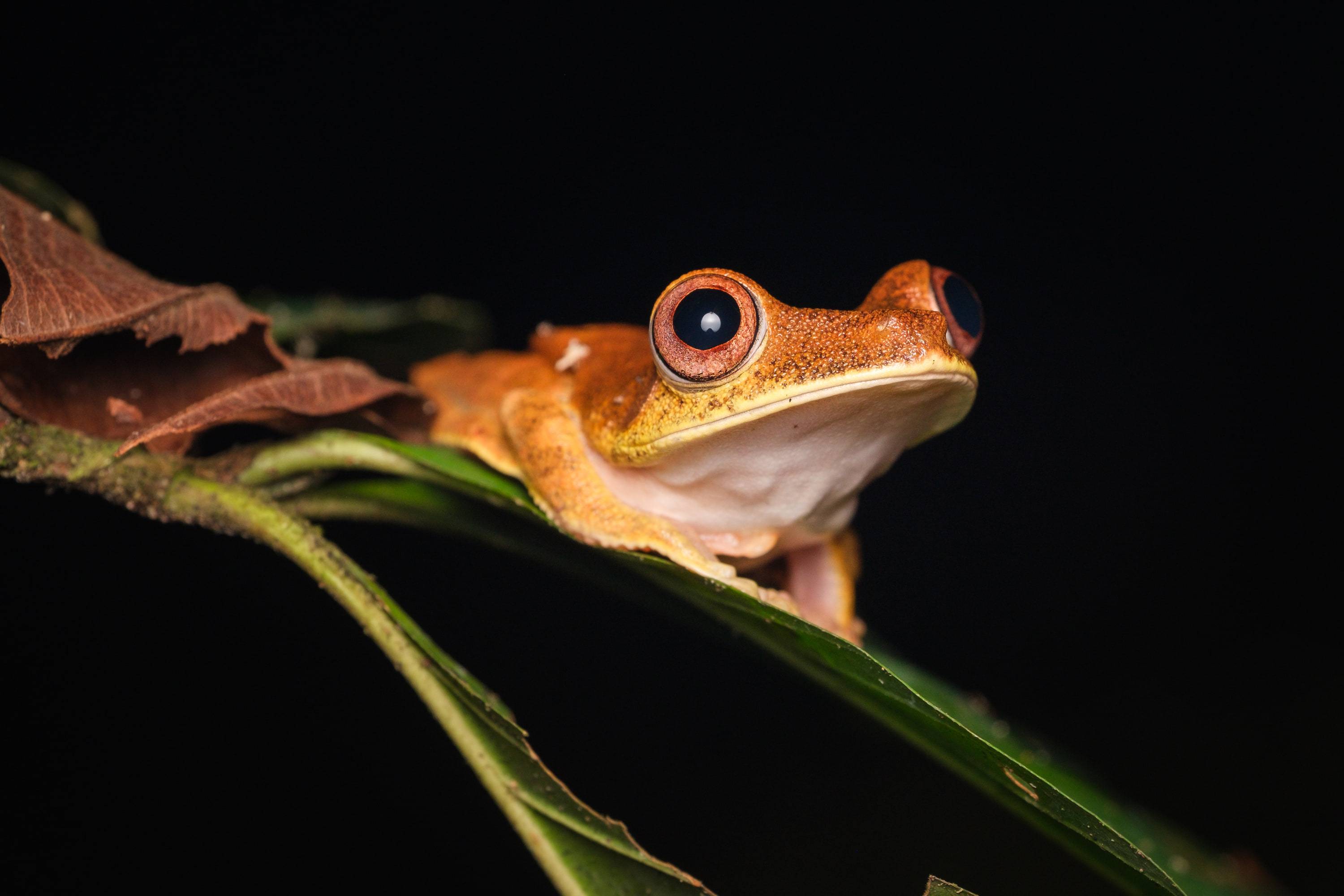 Map tree frog (Boana geographica)