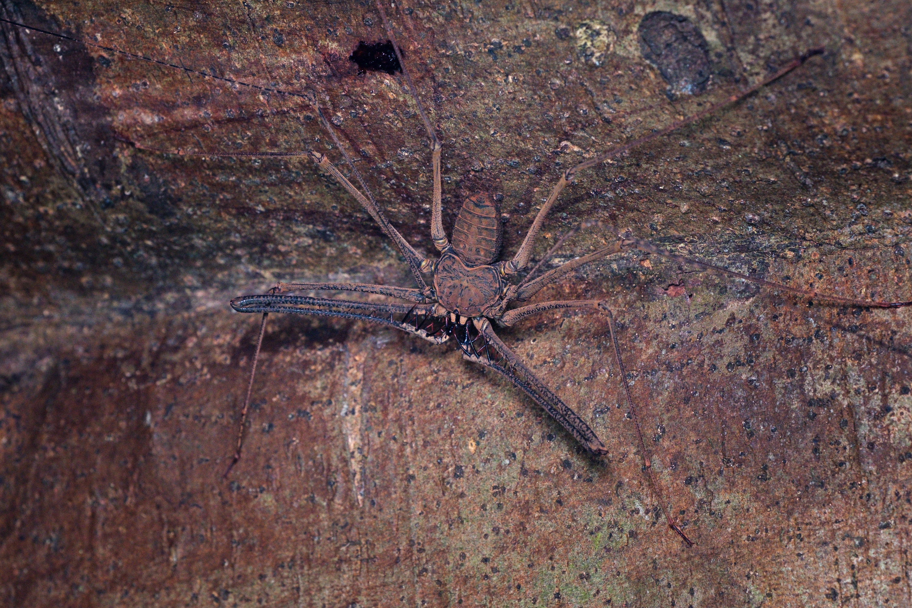 Tailless whip scorpion (order Amblypygi)
