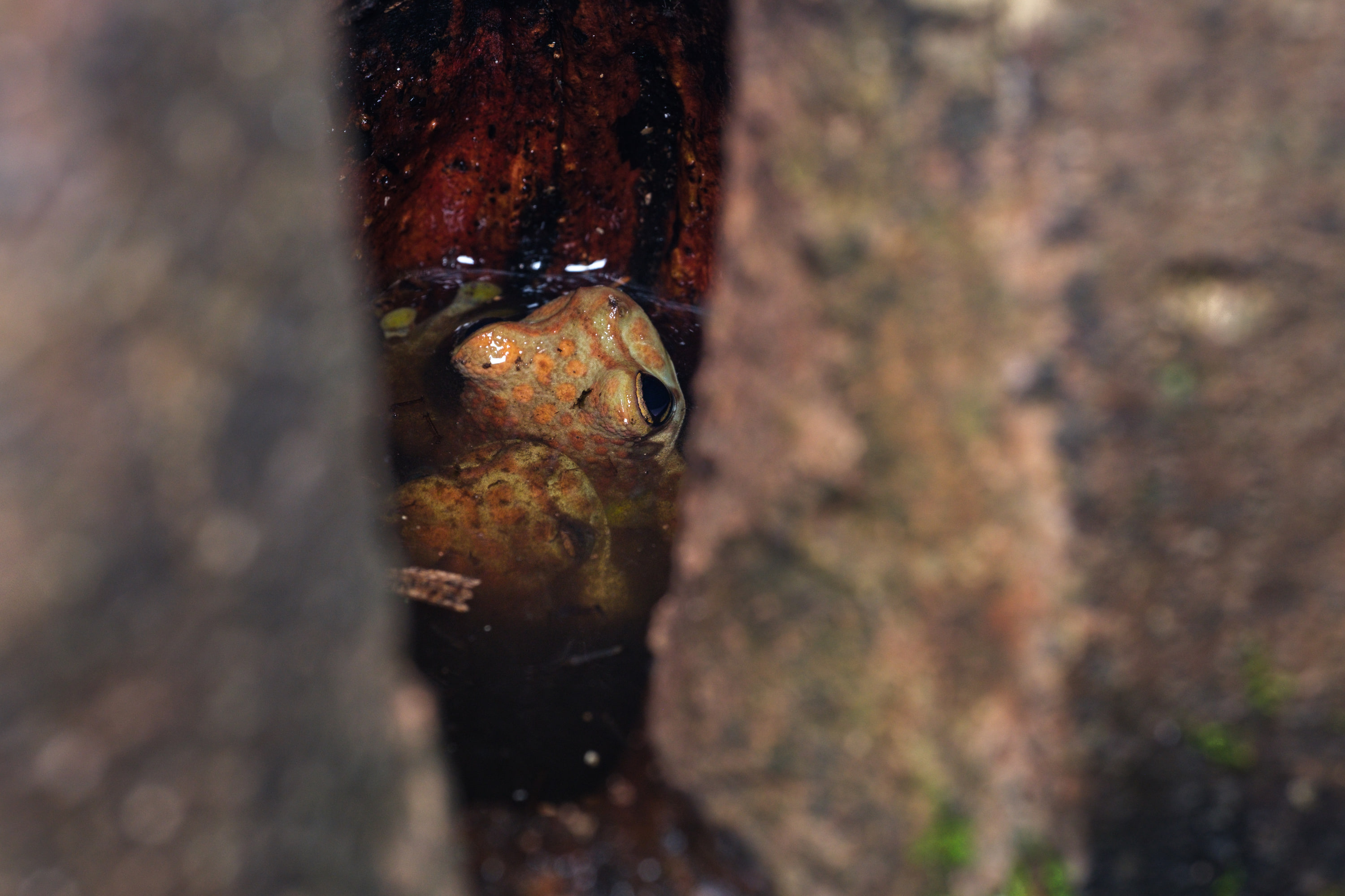 Amazon milk frogs (Trachycephalus resinifictrix) in amplexus