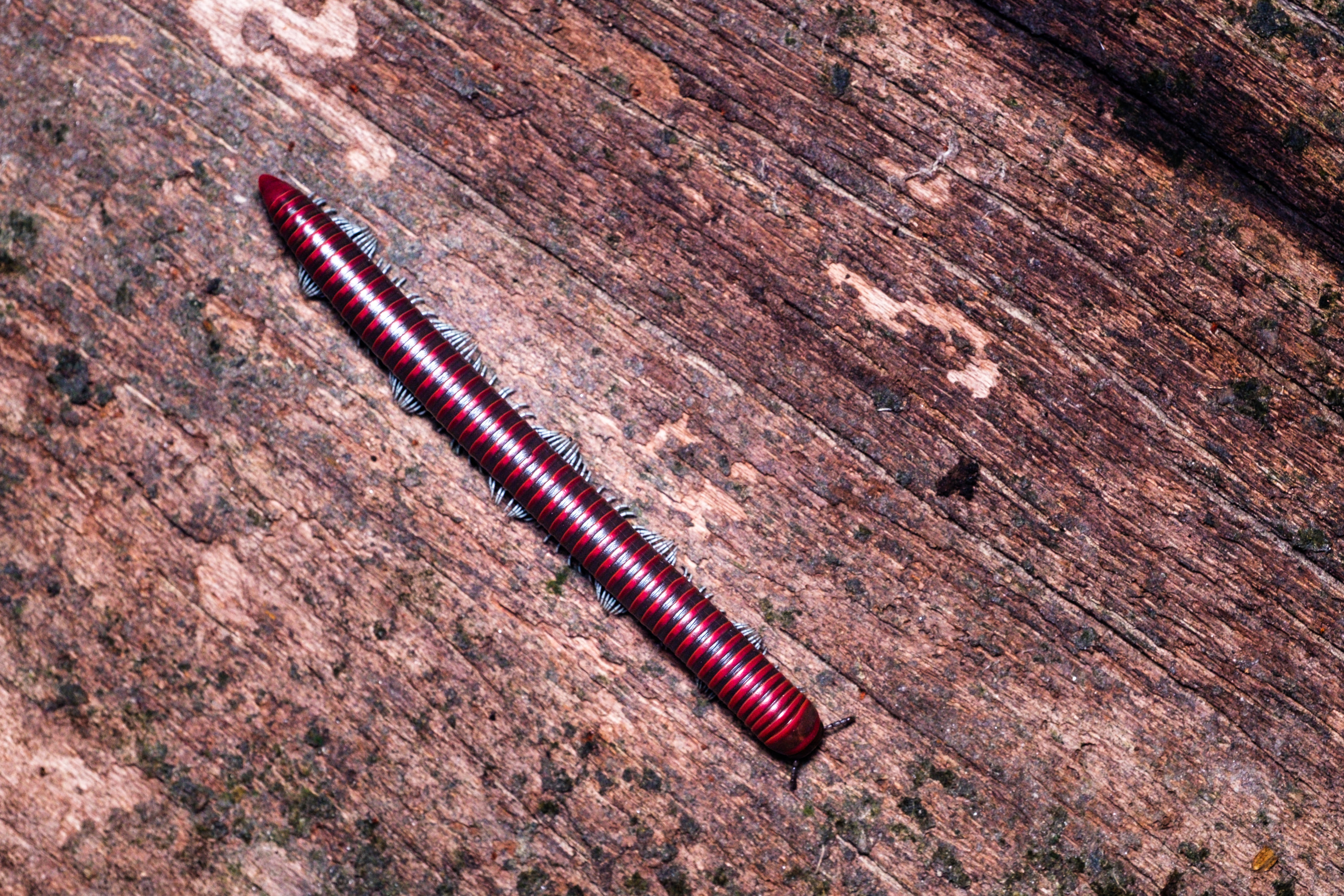 Unidentified millipede