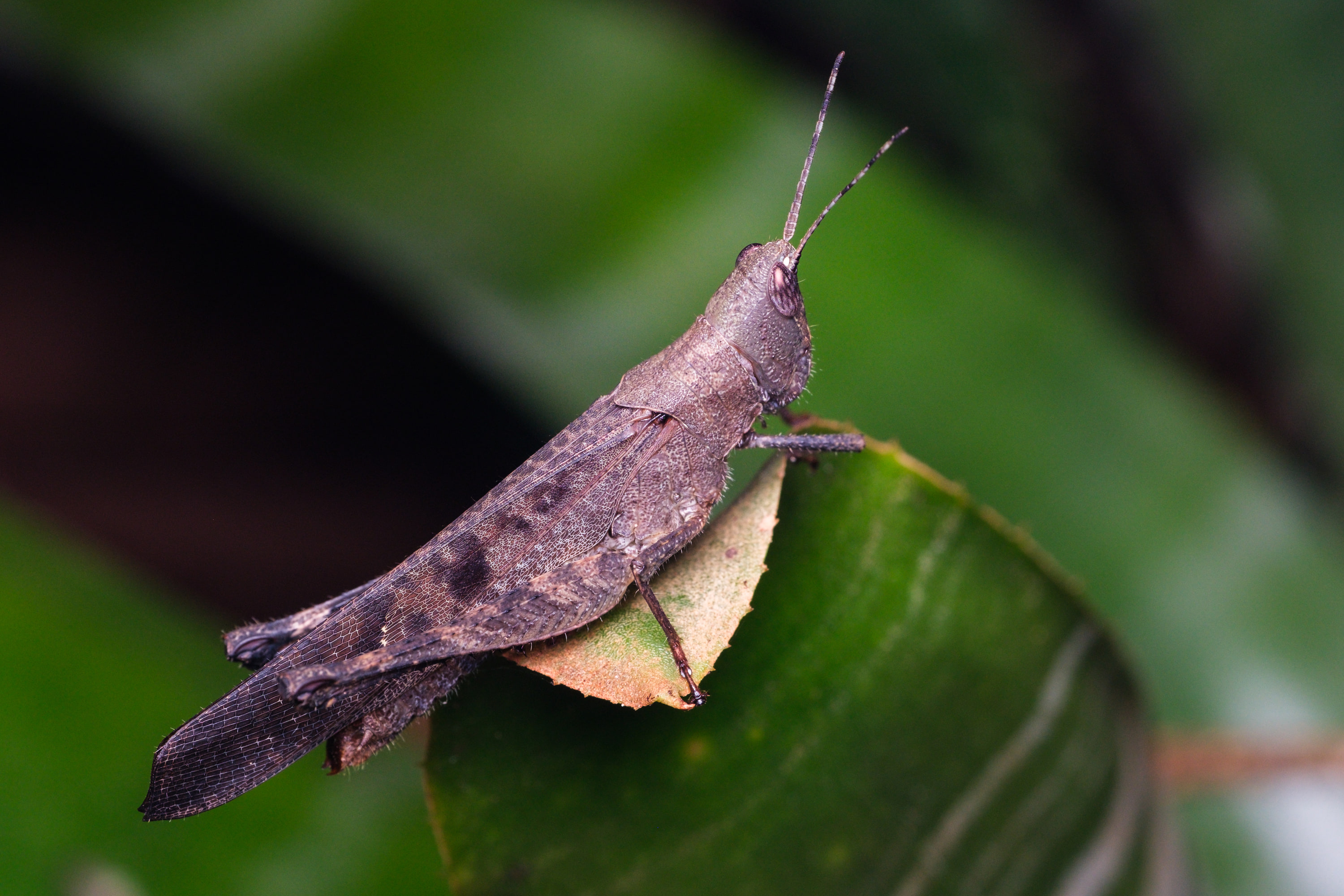 Unidentified grasshopper