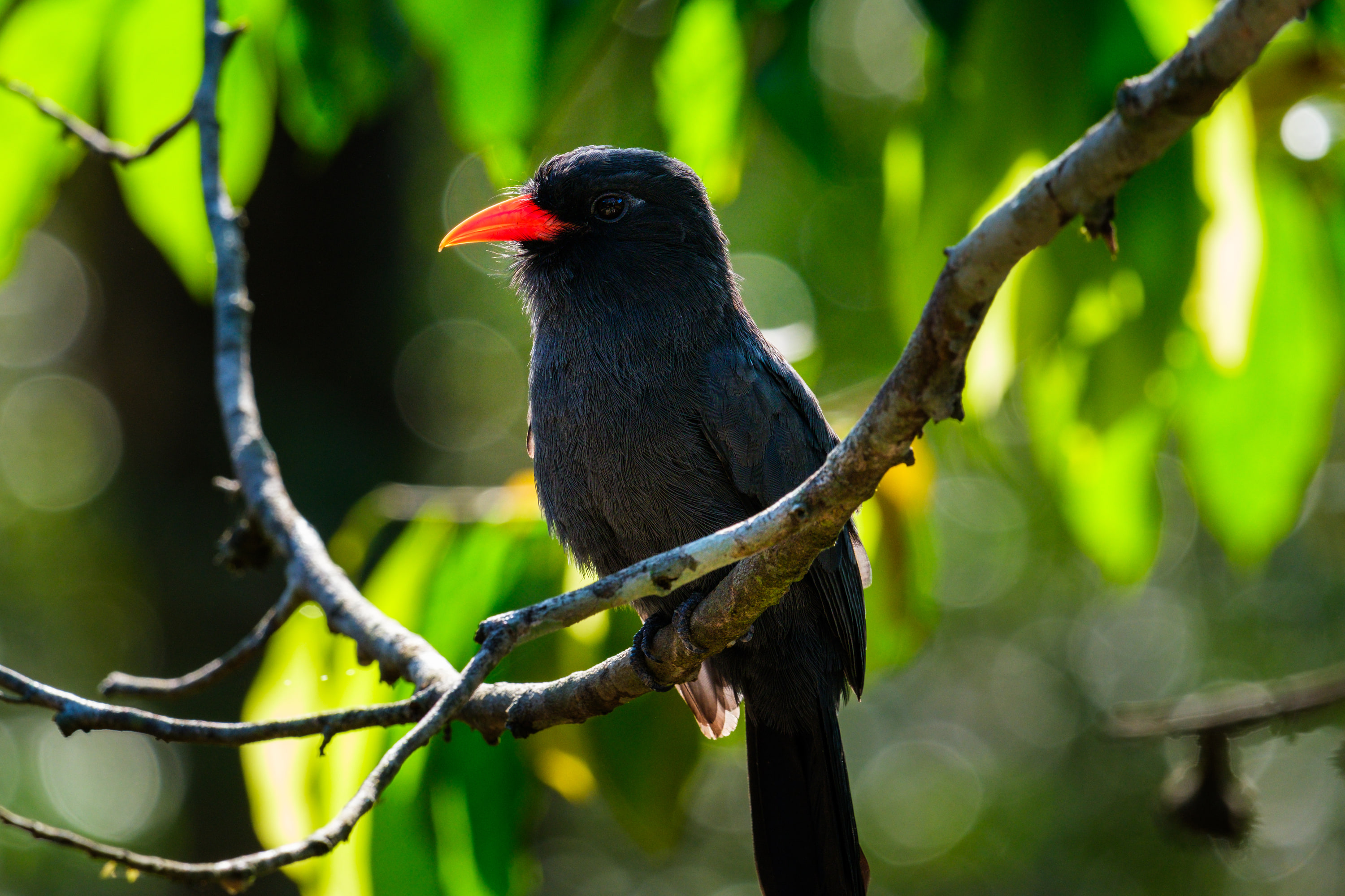 Black-fronted nunbird (Monasa nigrifrons)