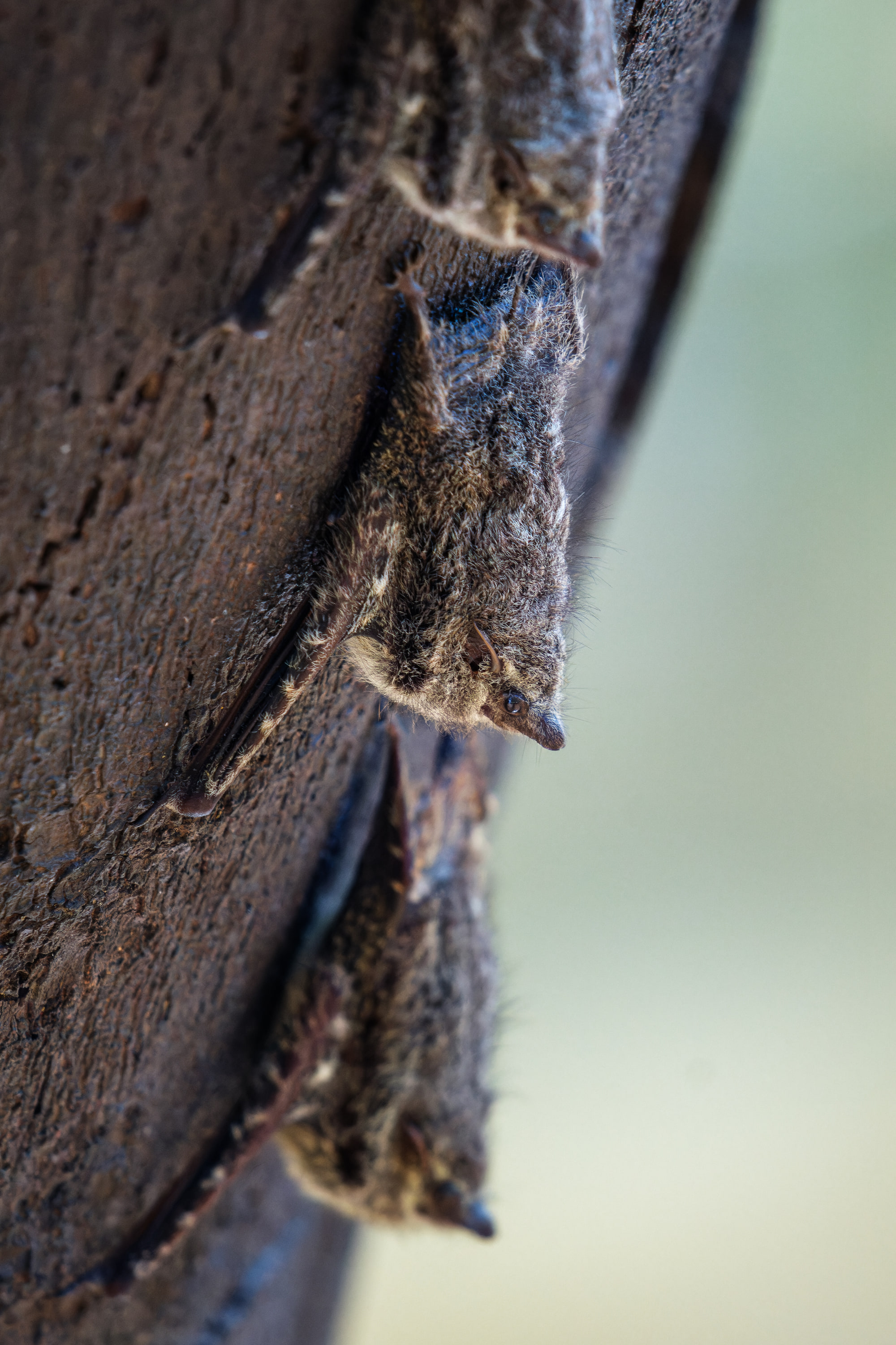 Proboscis bats (Rhynchonycteris naso)