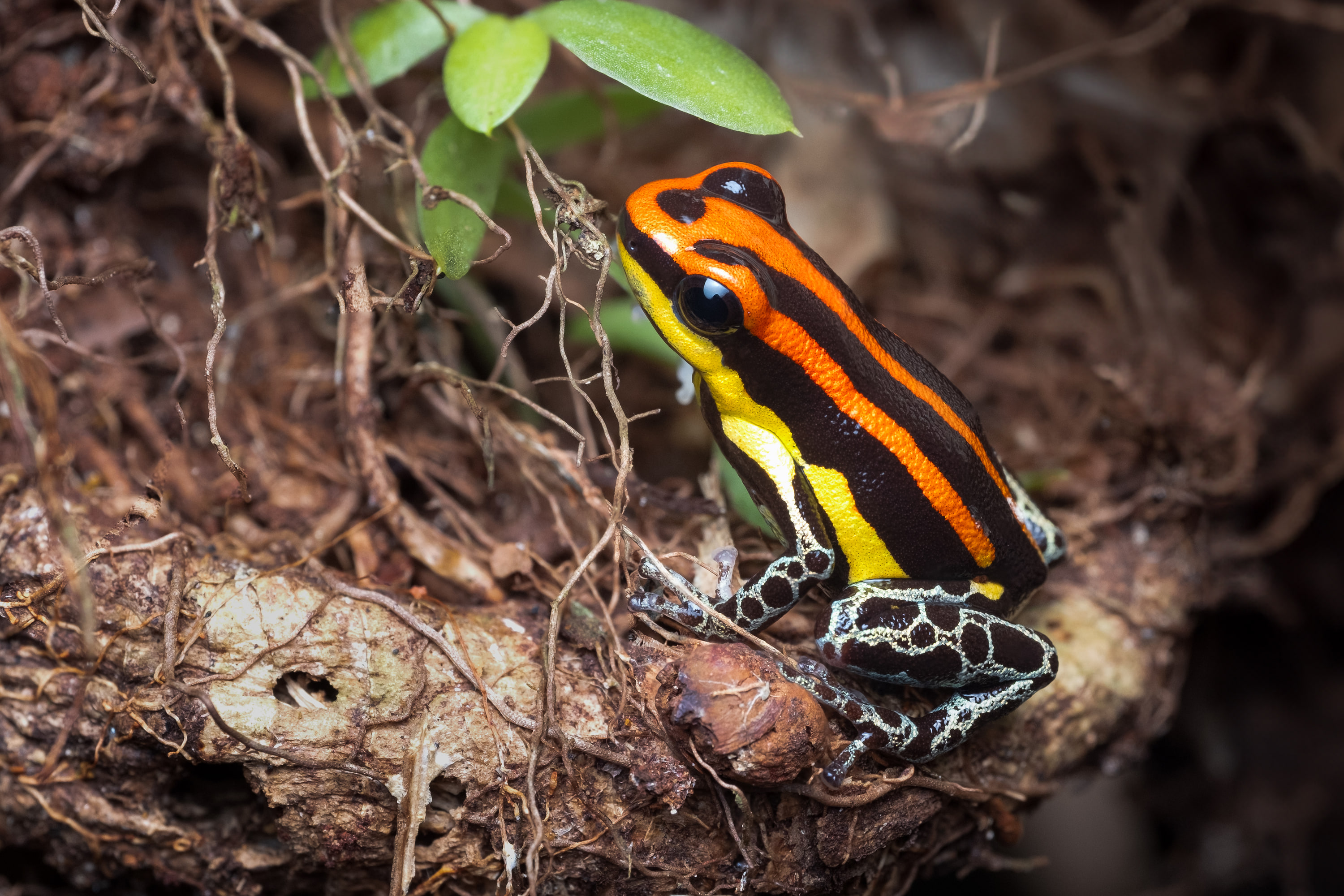 Red uakari poison frog (Ranitomeya uakarii)