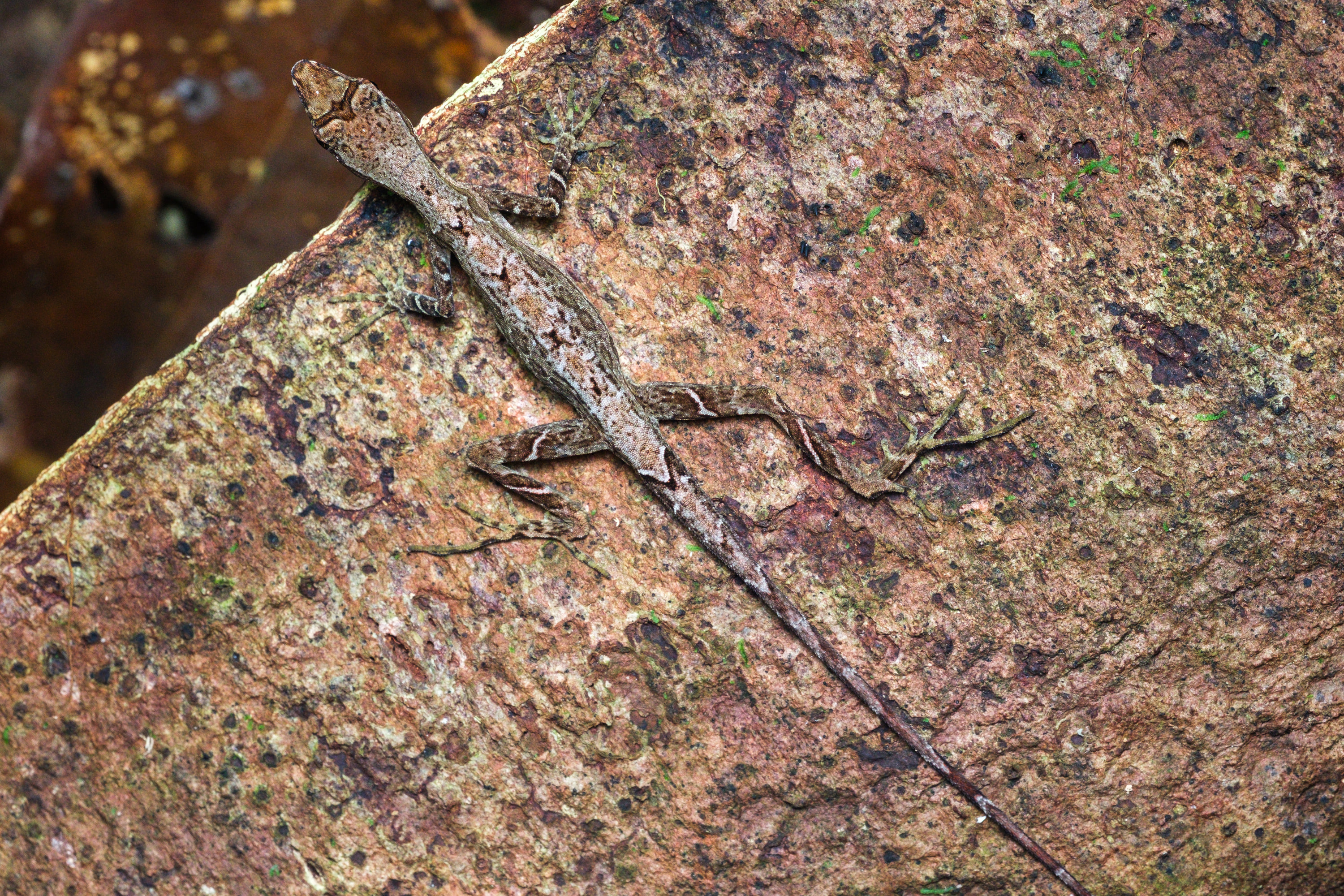 Roughskin anole (Anolis trachyderma)
