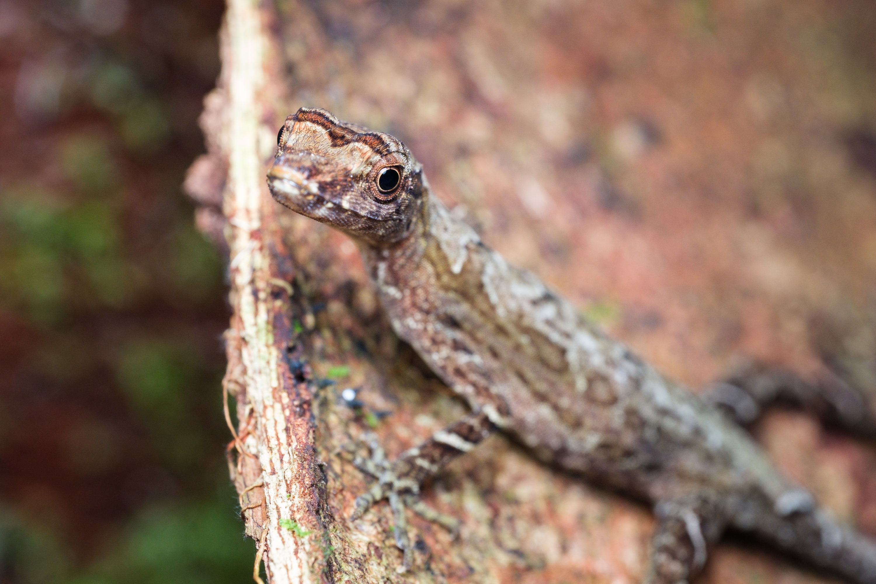 Roughskin anole (Anolis trachyderma)