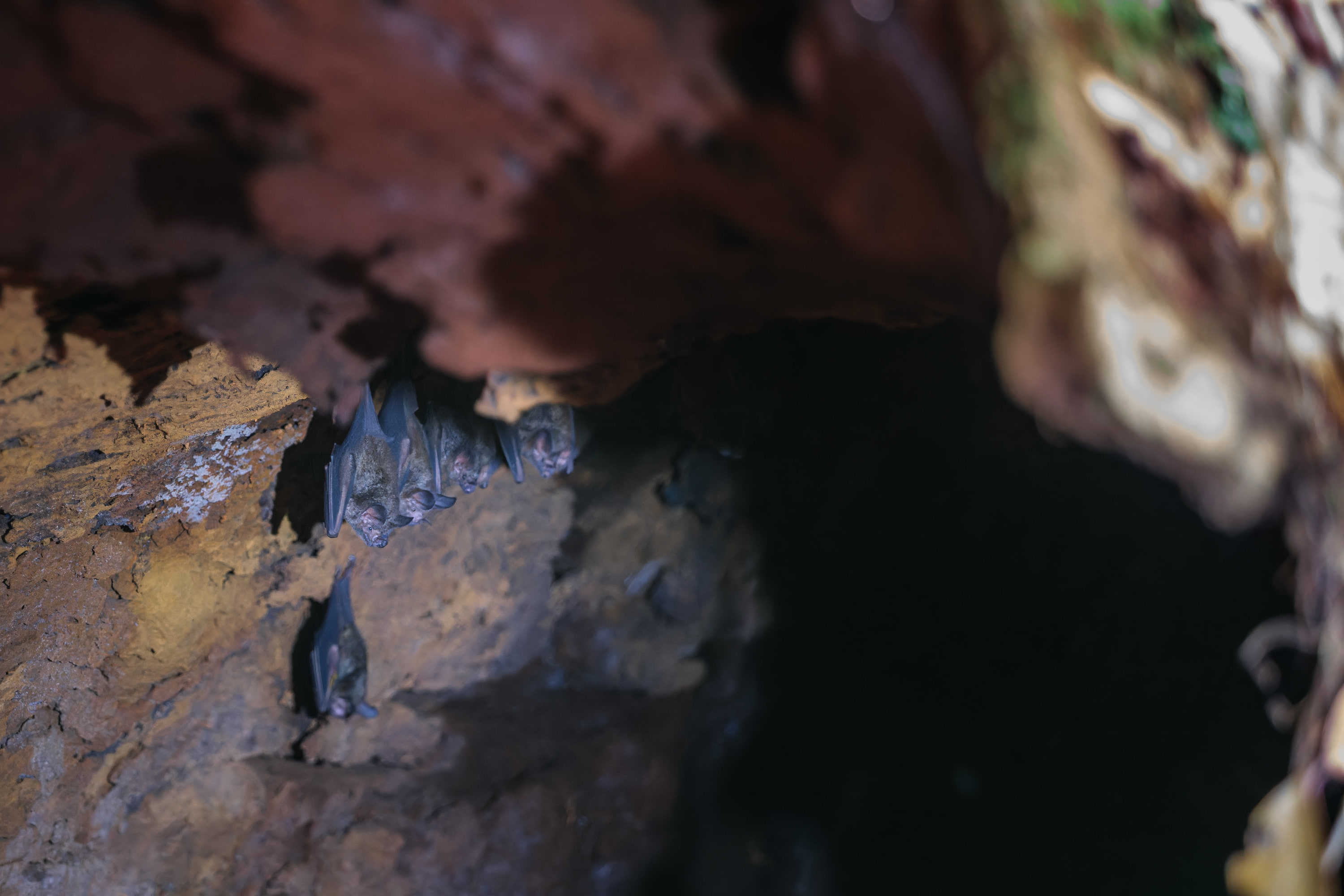 Bats in log