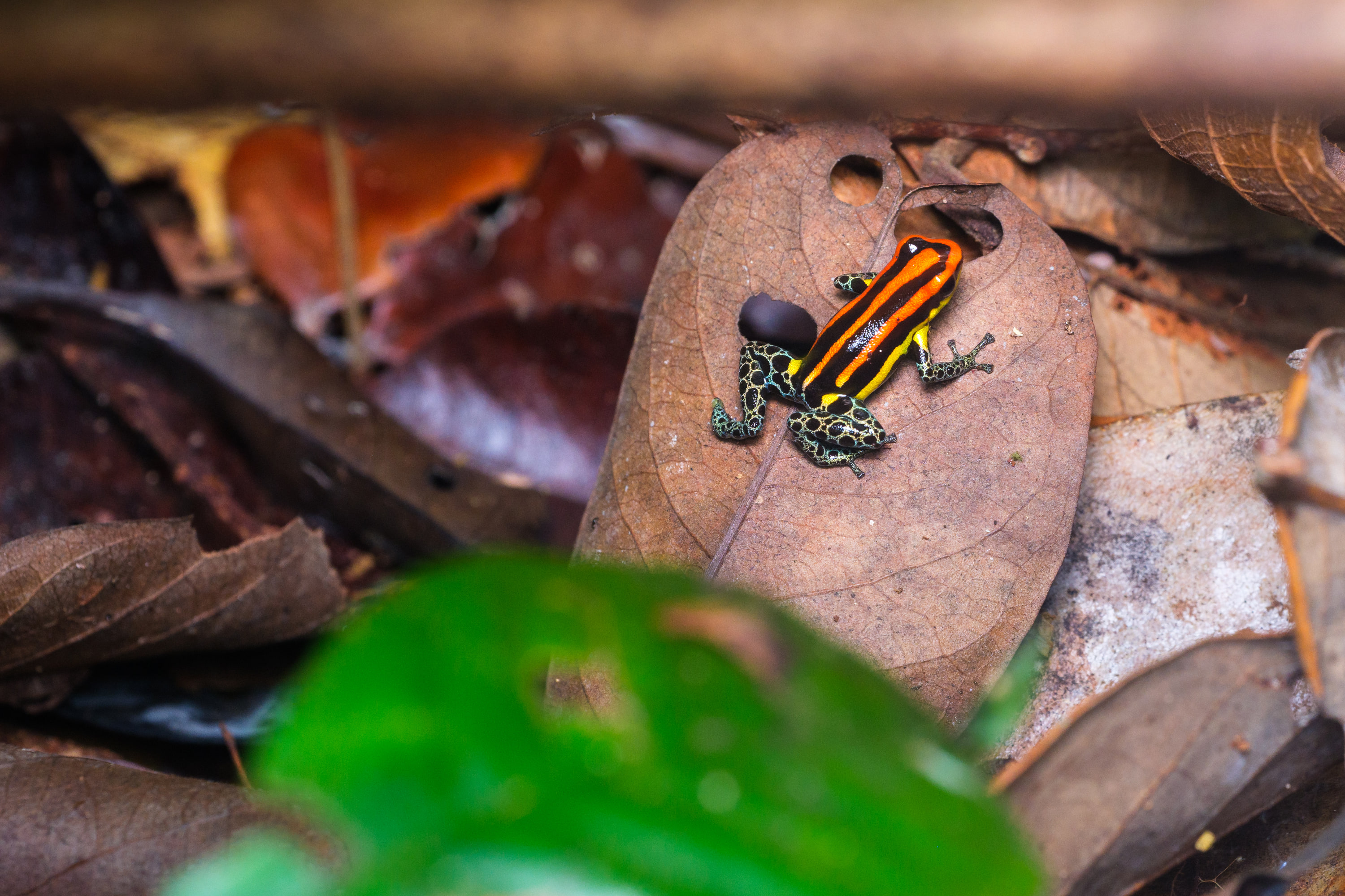 Red uakari poison frog (Ranitomeya uakarii)