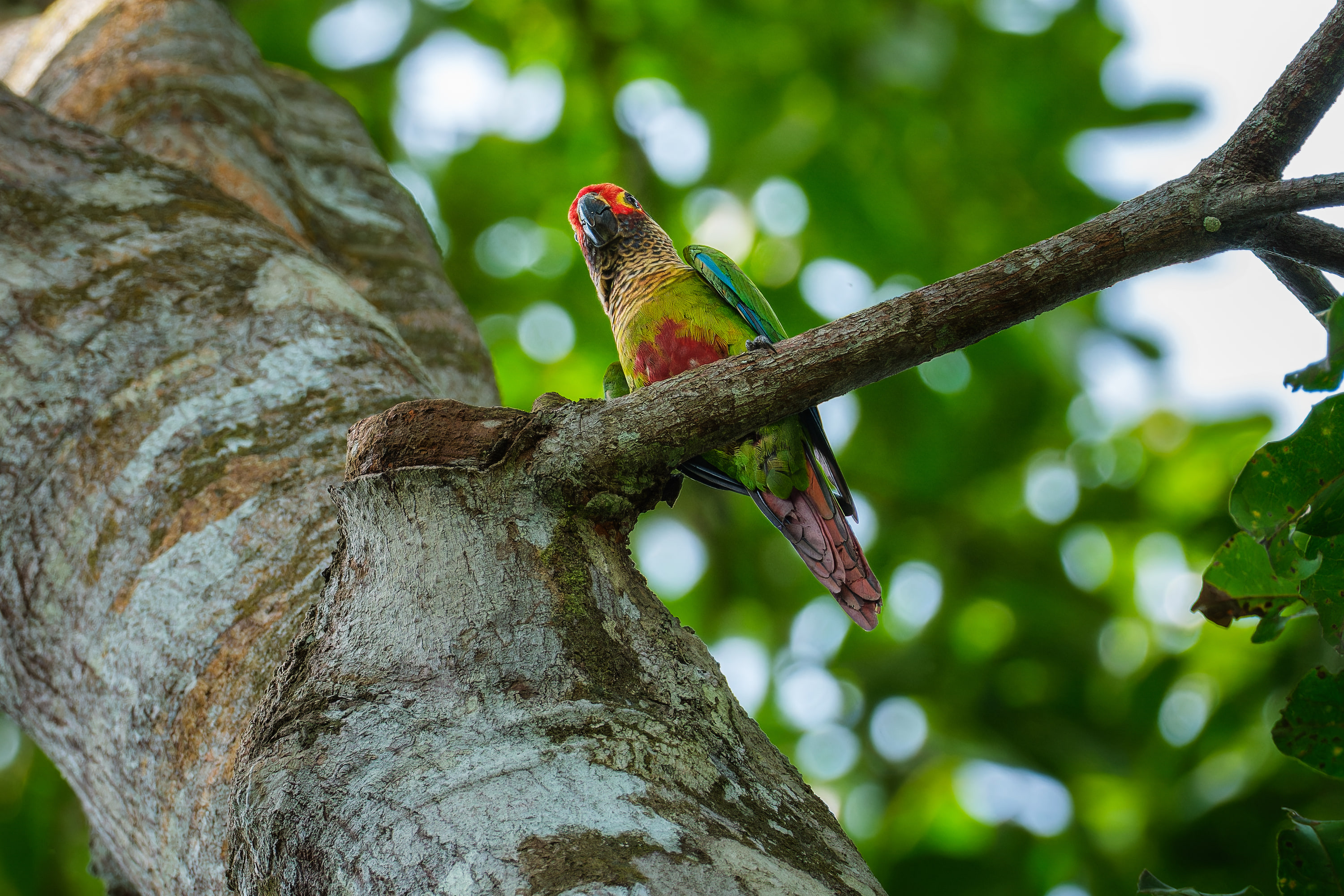 Rose-fronted Parakeet (Pyrrhura roseifrons)