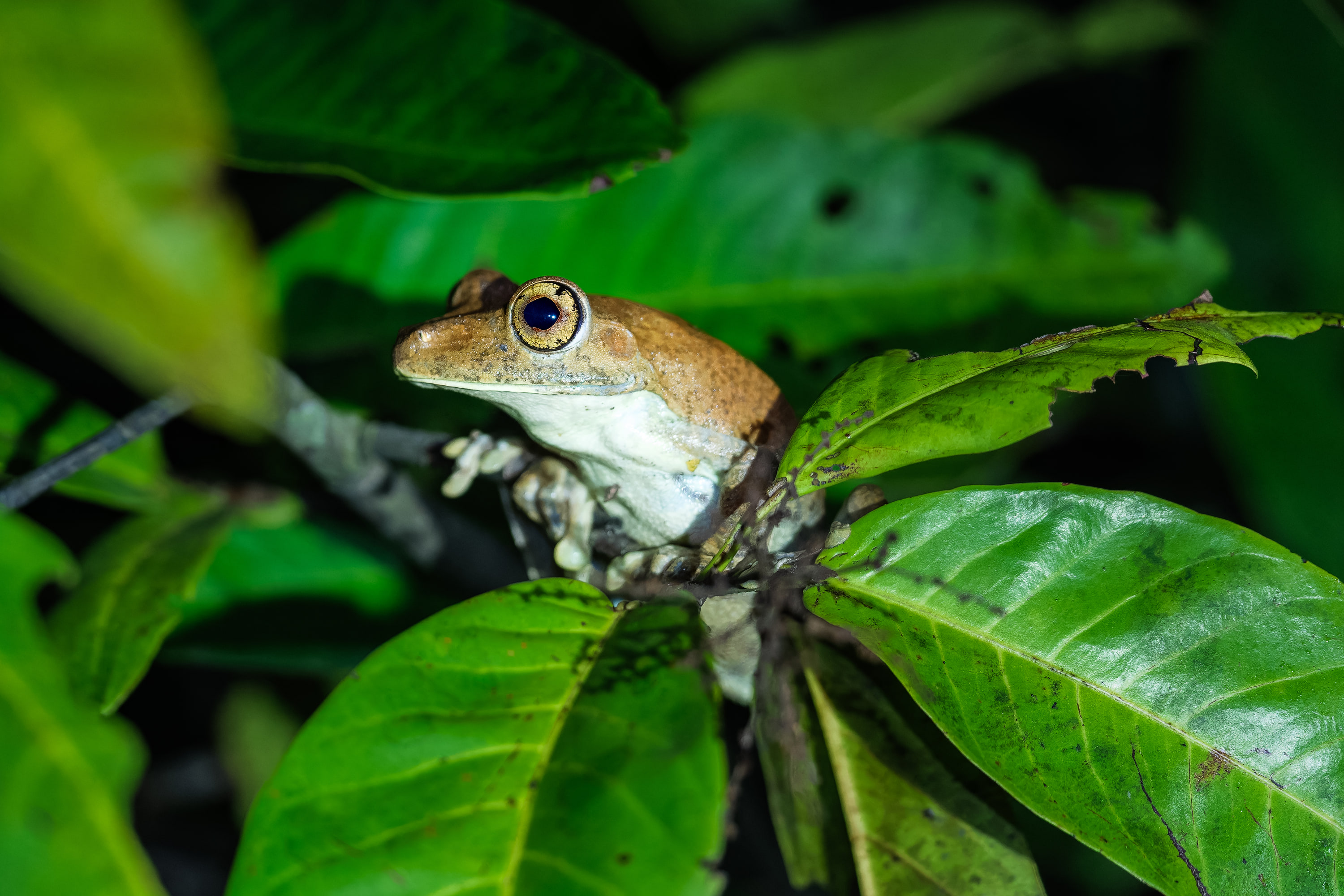 Rusty treefrog (Hypsiboas boans)