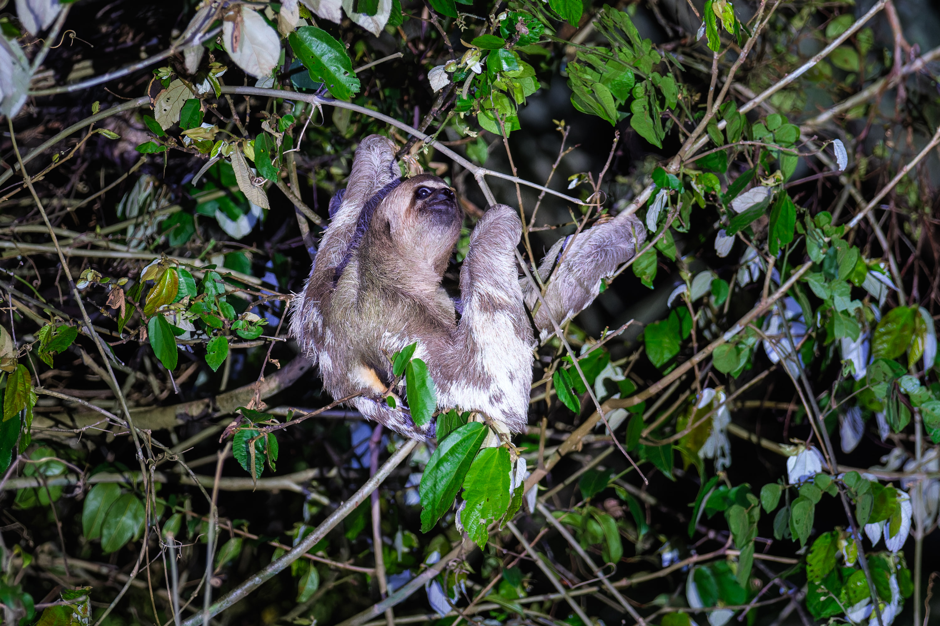 Three-toed sloth