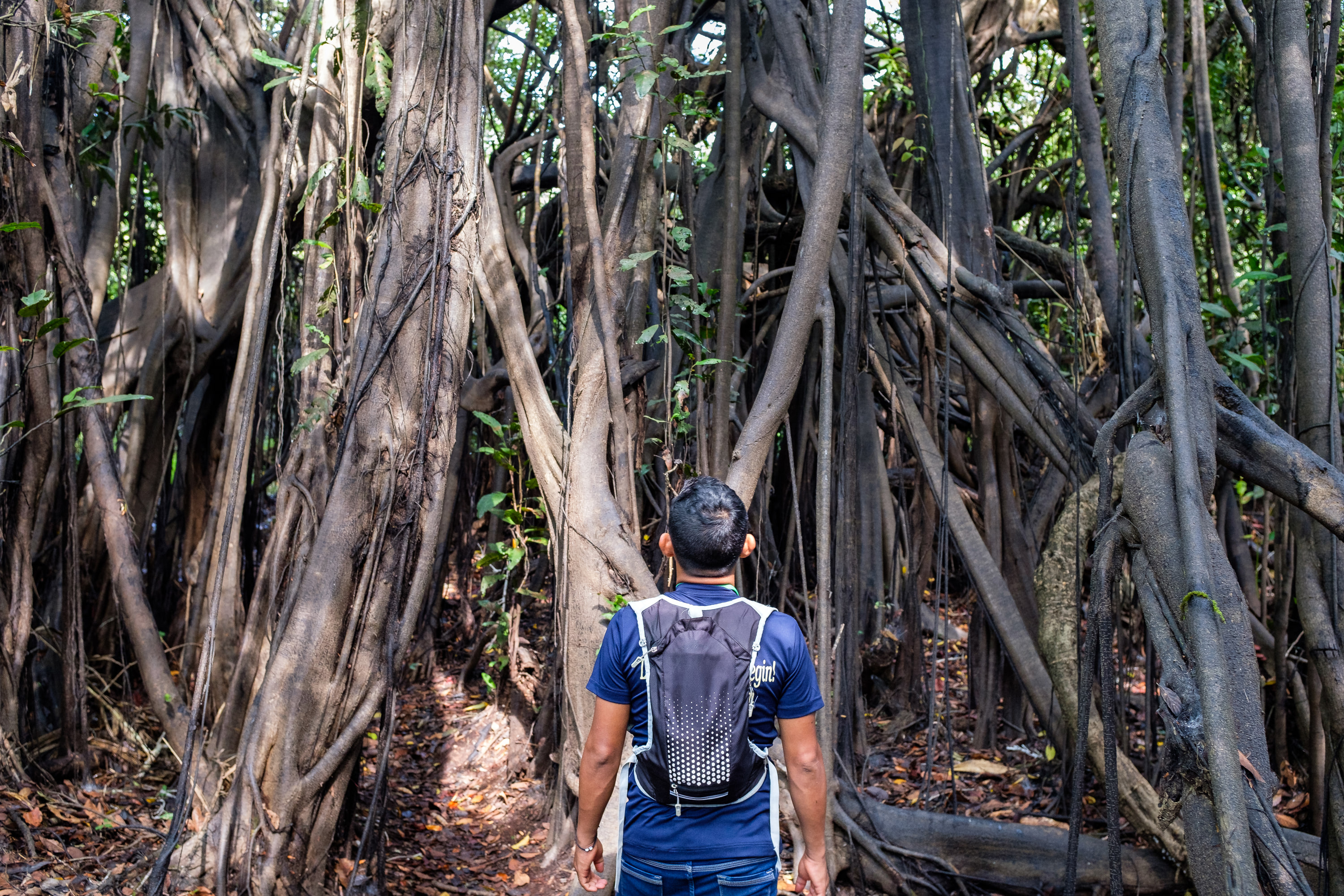 Strangler fig (Ficus sp.)