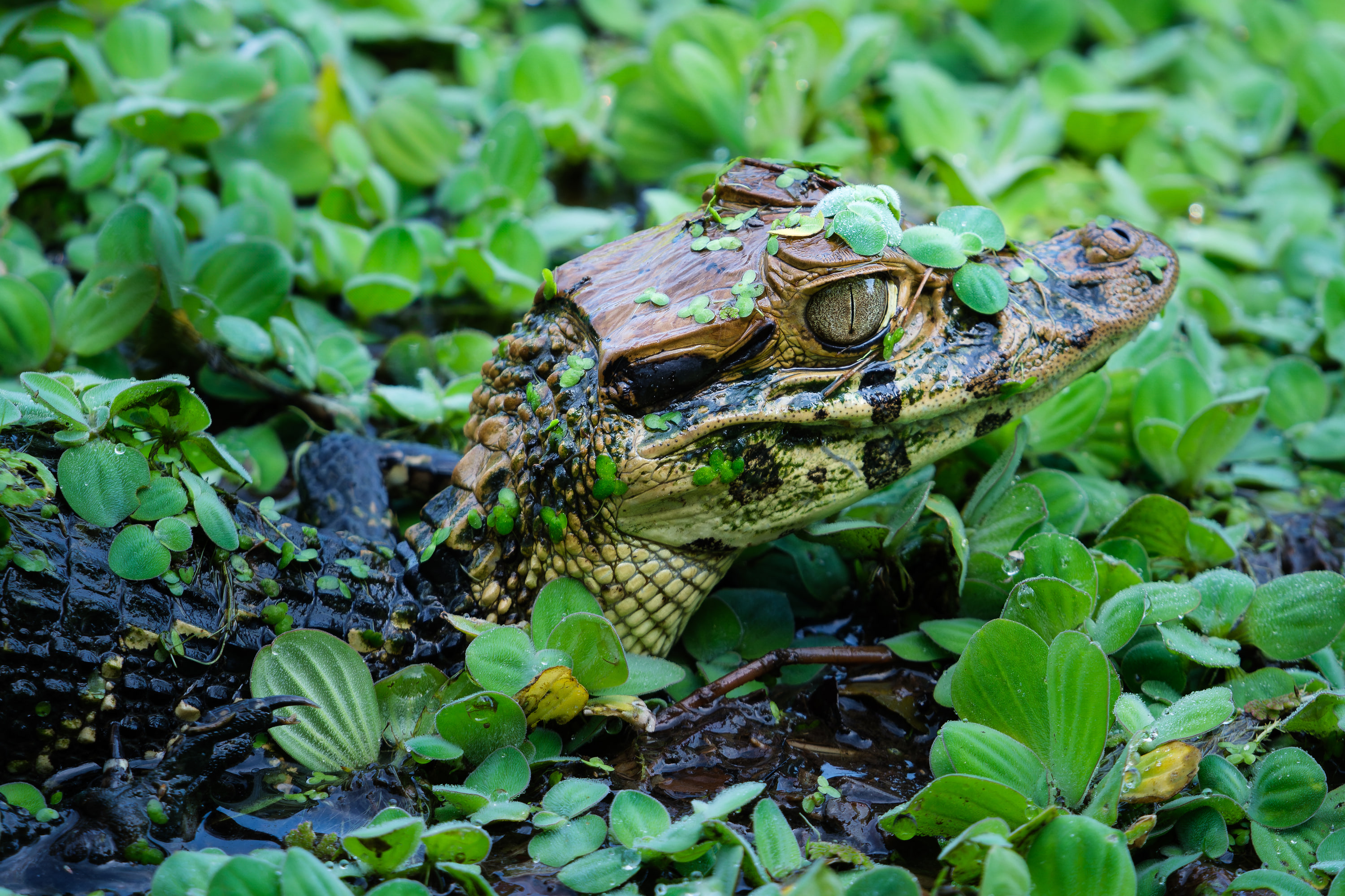 Black caiman (Melanosuchus niger)