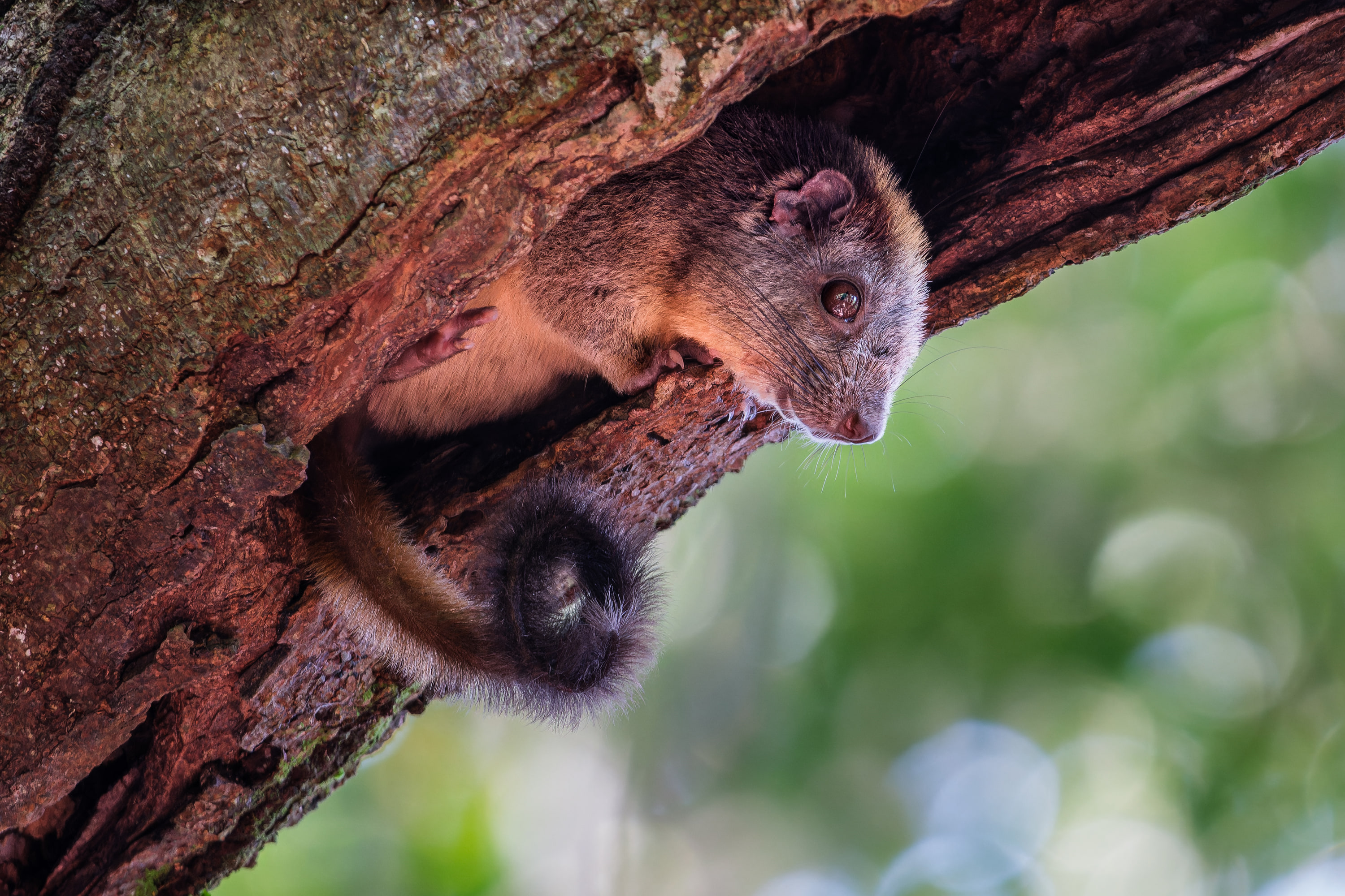 Yellow-crowned brush-tailed rat (Isothrix bistriata)