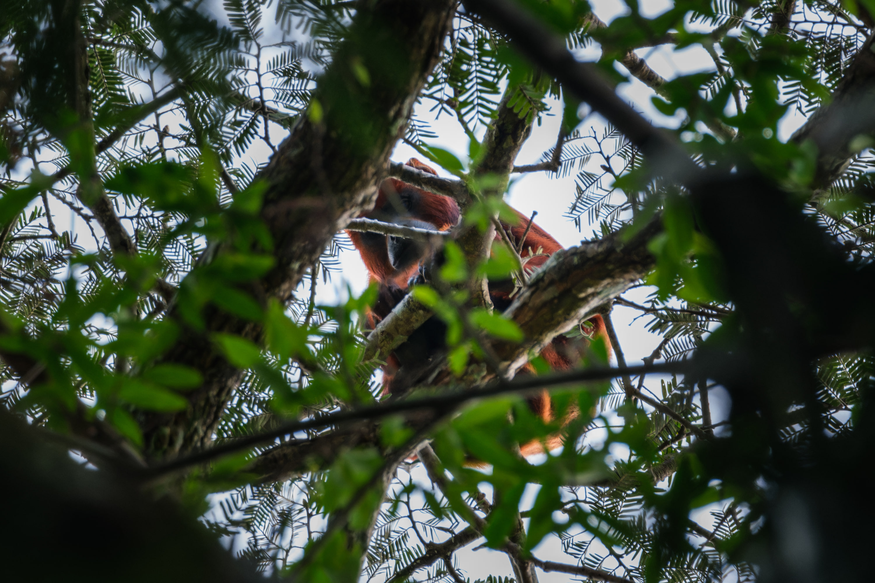 Red howler monkey (Alouatta seniculus)