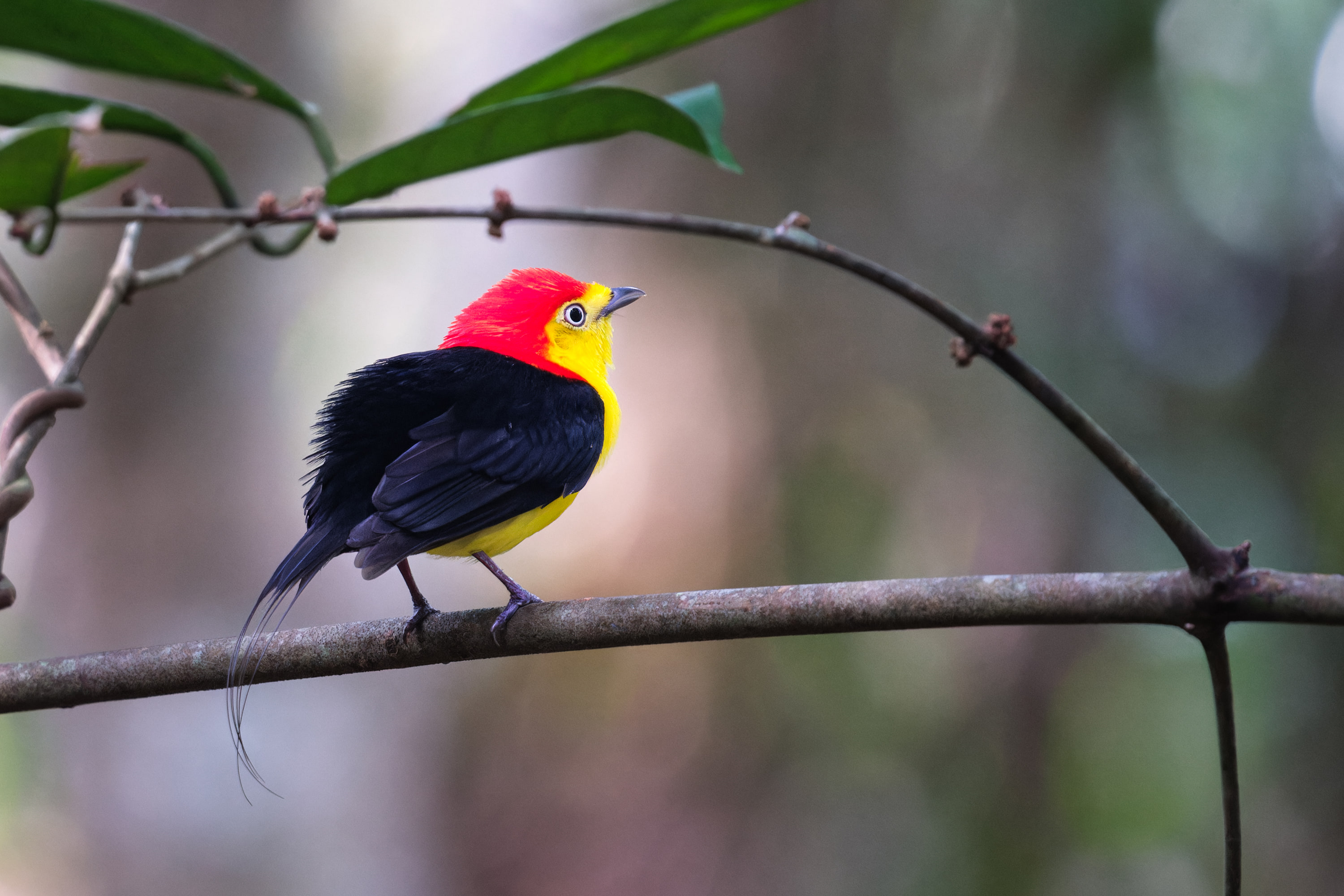 Wire-tailed Manakin (Pipra filicauda); courtship display video