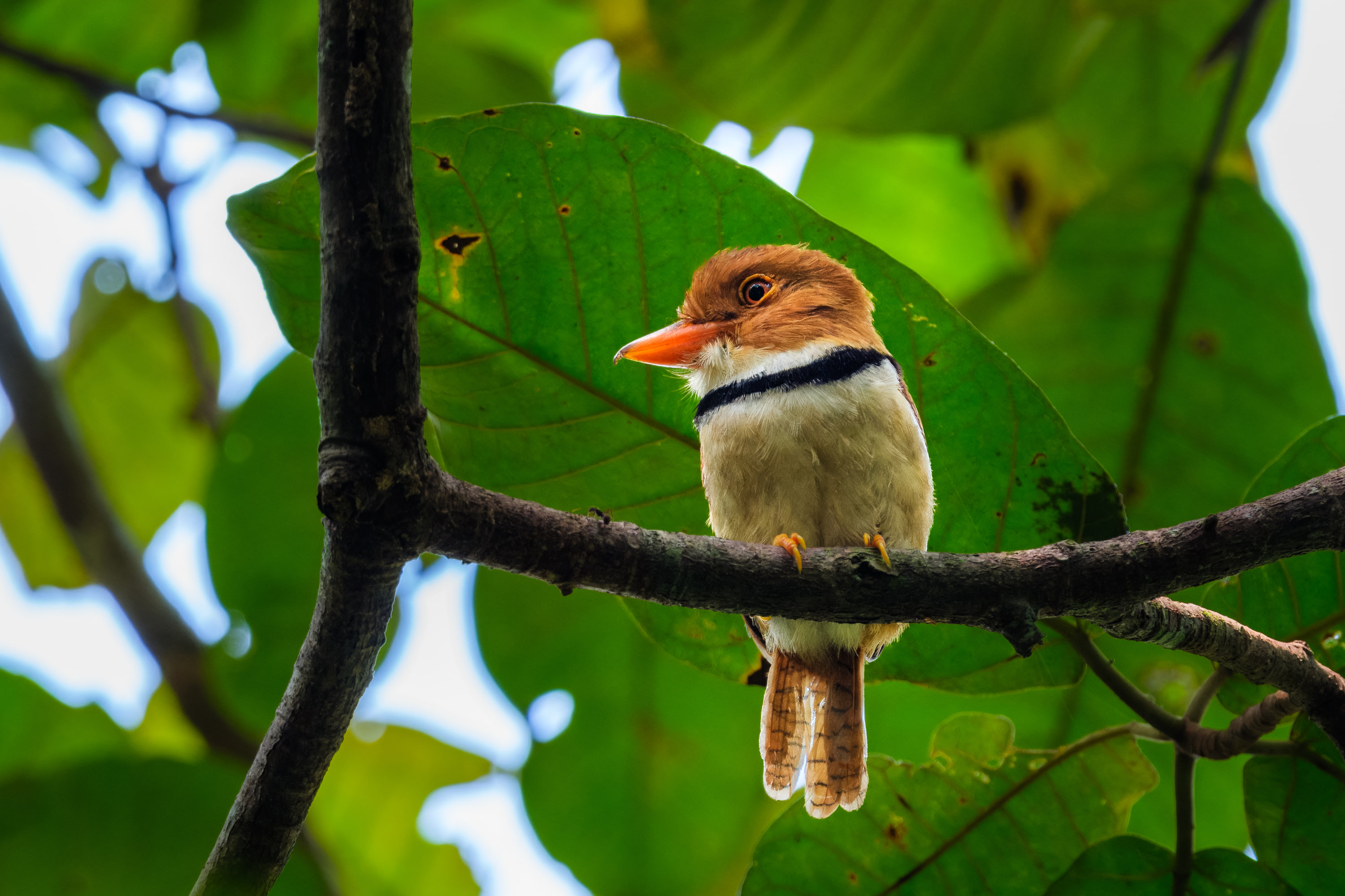 Collared puffbird (Bucco capensis)