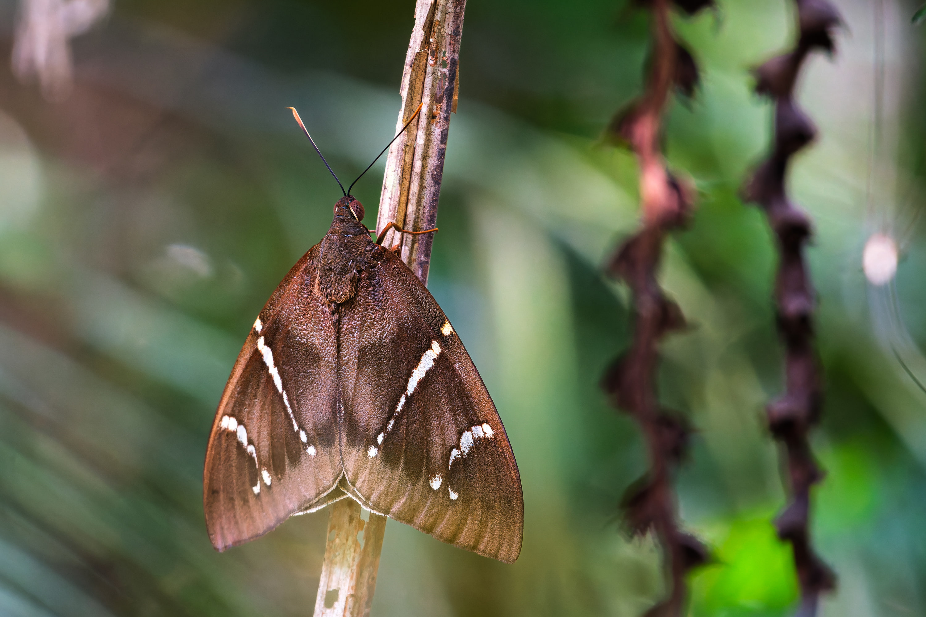 Amazonia, Peru