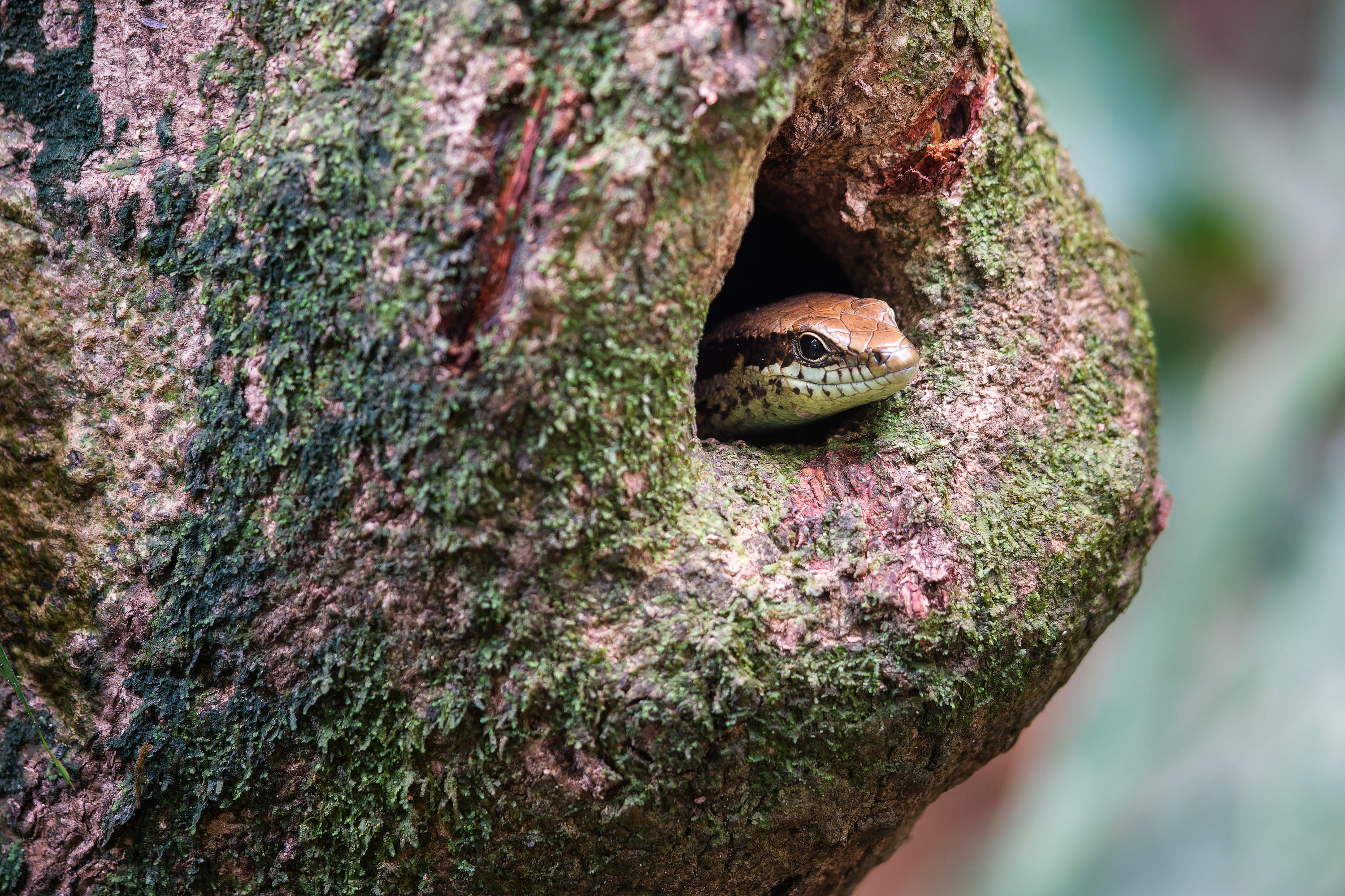 Long-tailed skink (Mabuya altamazonica)