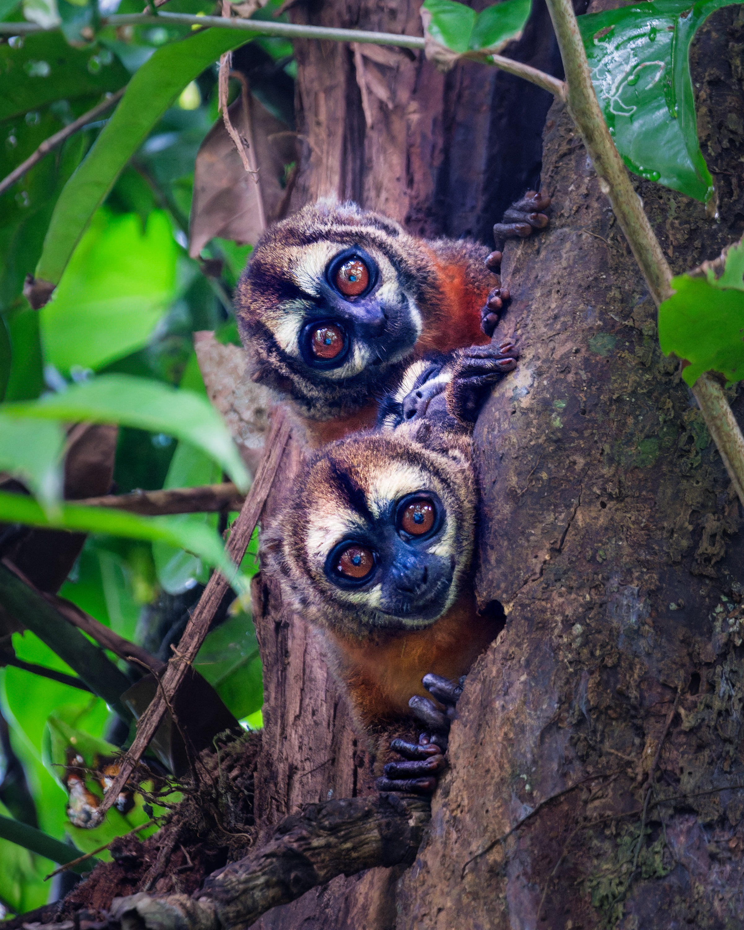 Ma's night monkey (Aotus nancymaae)