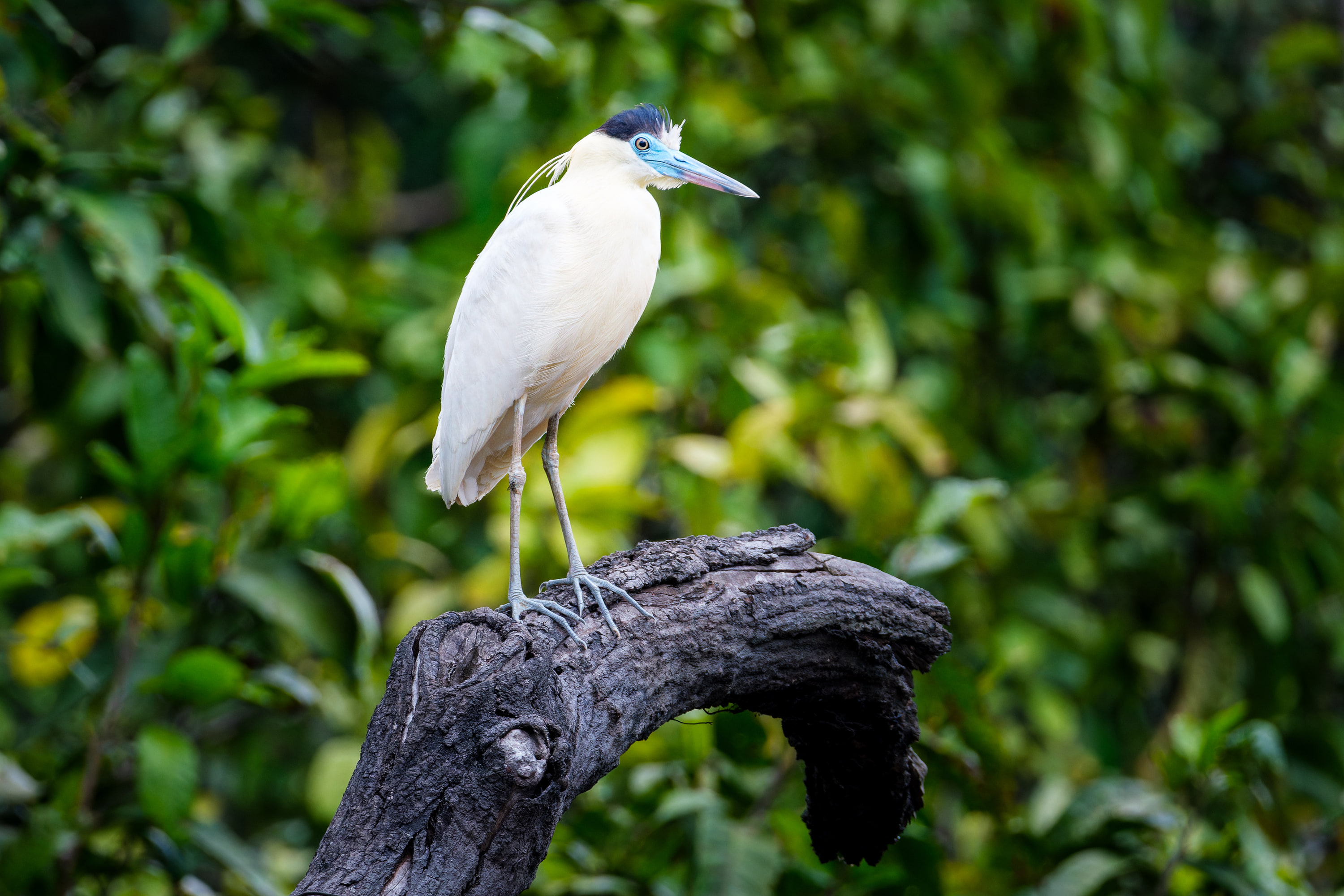Capped Heron (Pilherodius pileatus)