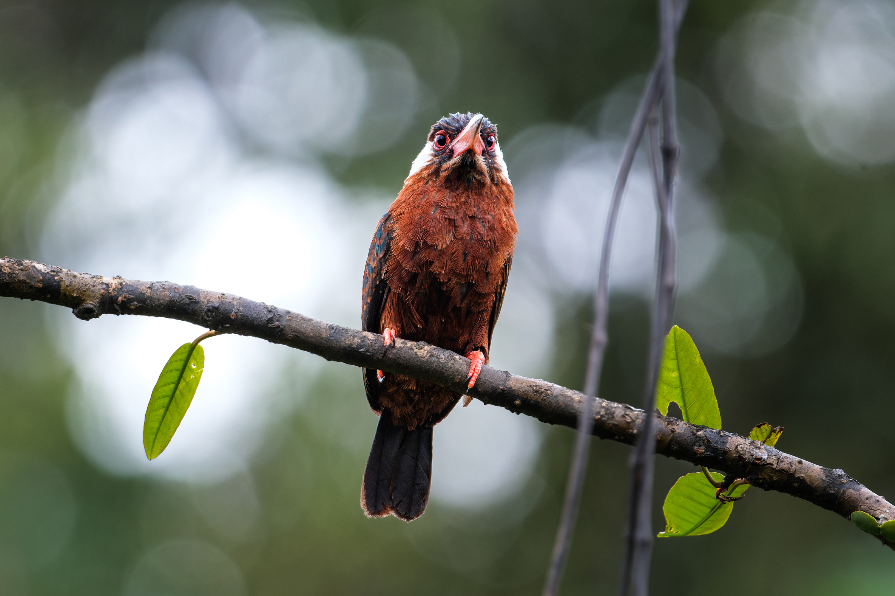 White-eared Jacamar (Galbalcyrhynchus leucotis)