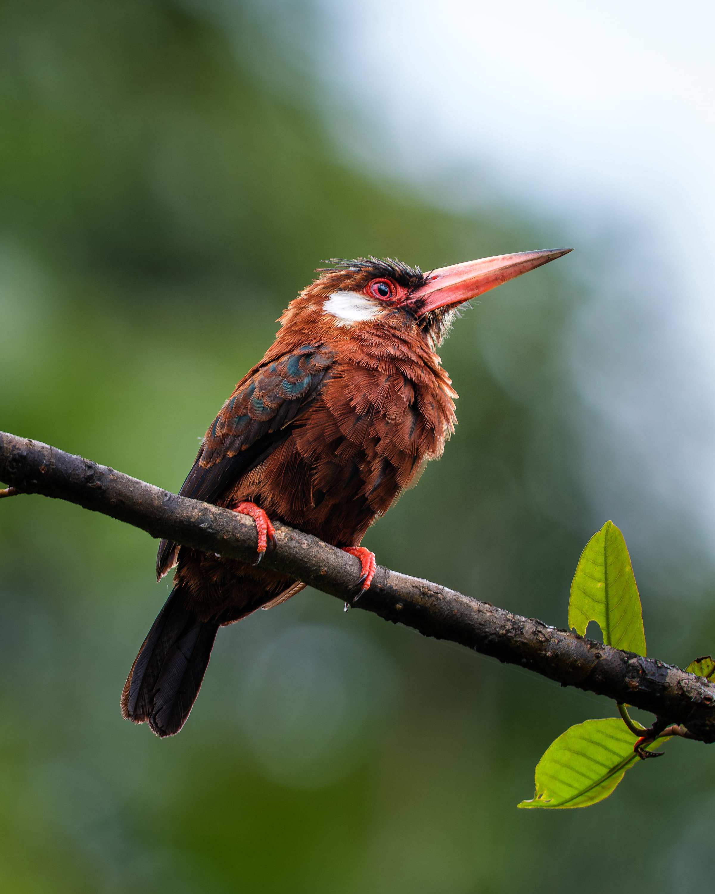 White-eared Jacamar (Galbalcyrhynchus leucotis)