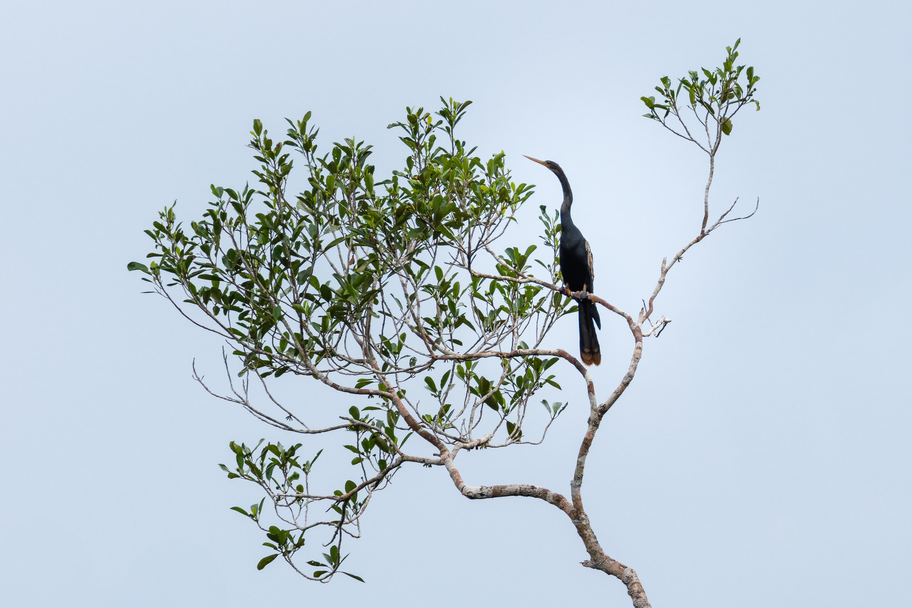 Anhinga (Anhinga anhinga)