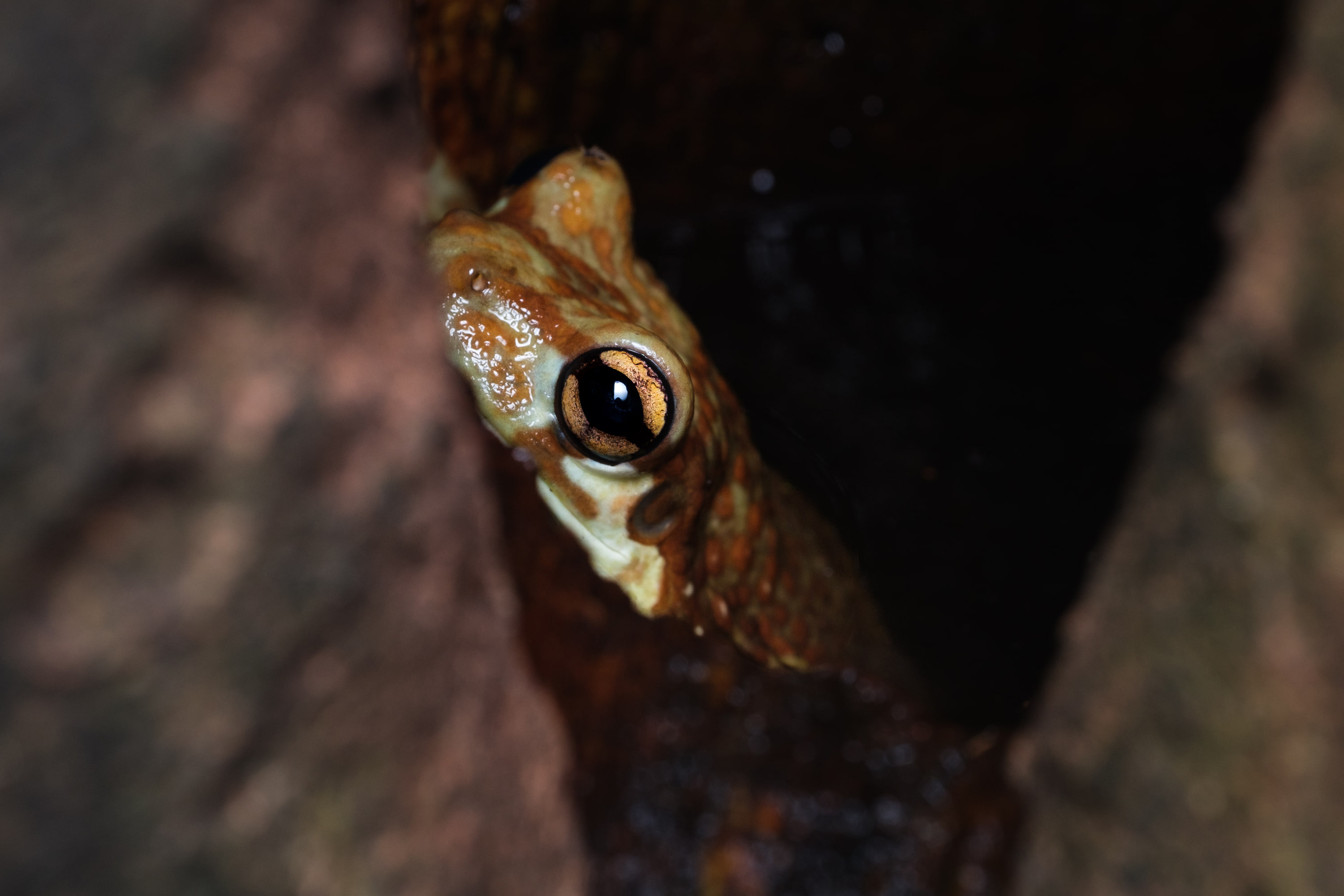 Amazon milk frog (Trachycephalus resinifictrix) below other Amazon milk frog