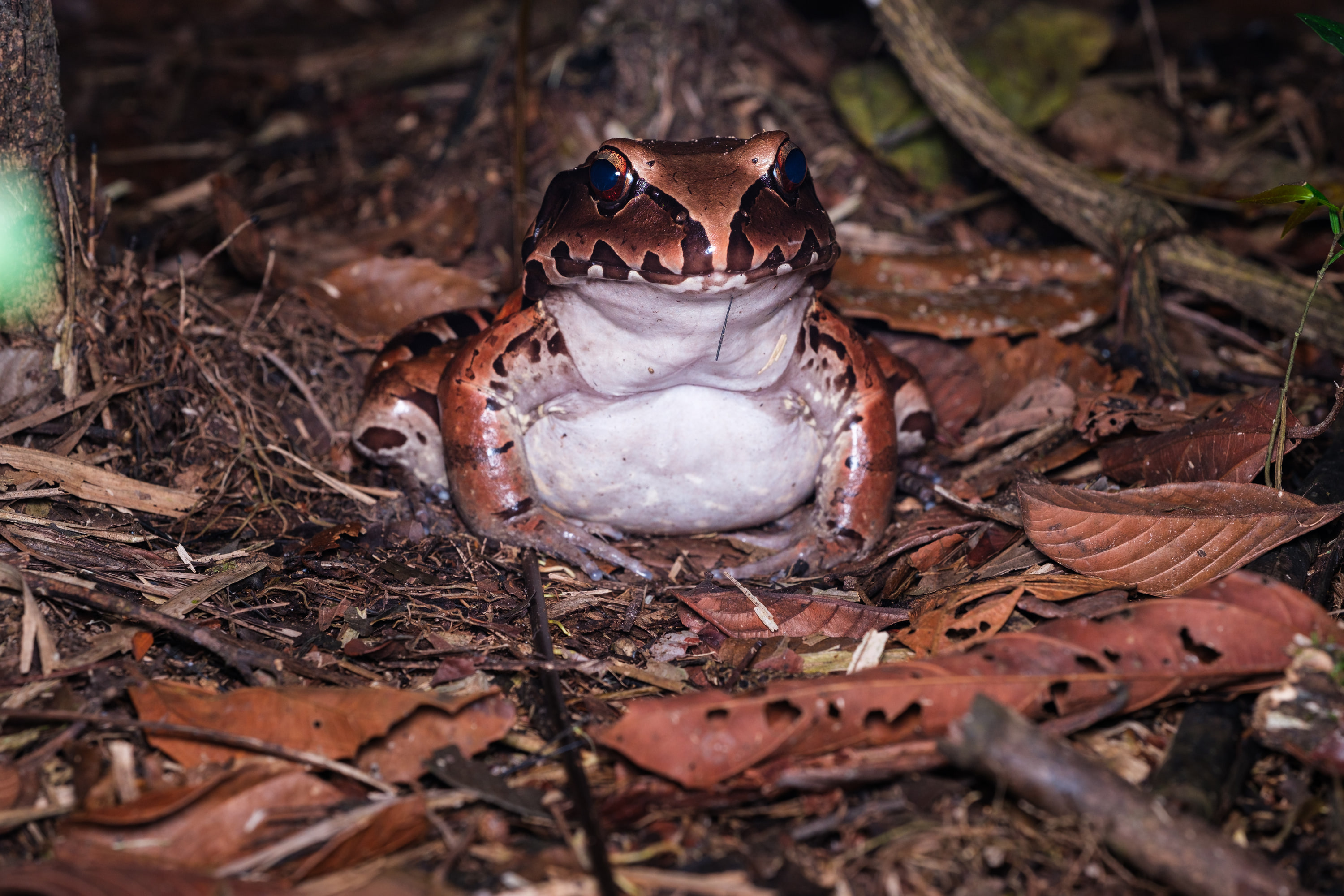 Smoky jungle frog (Leptodactylus pentadactylus)