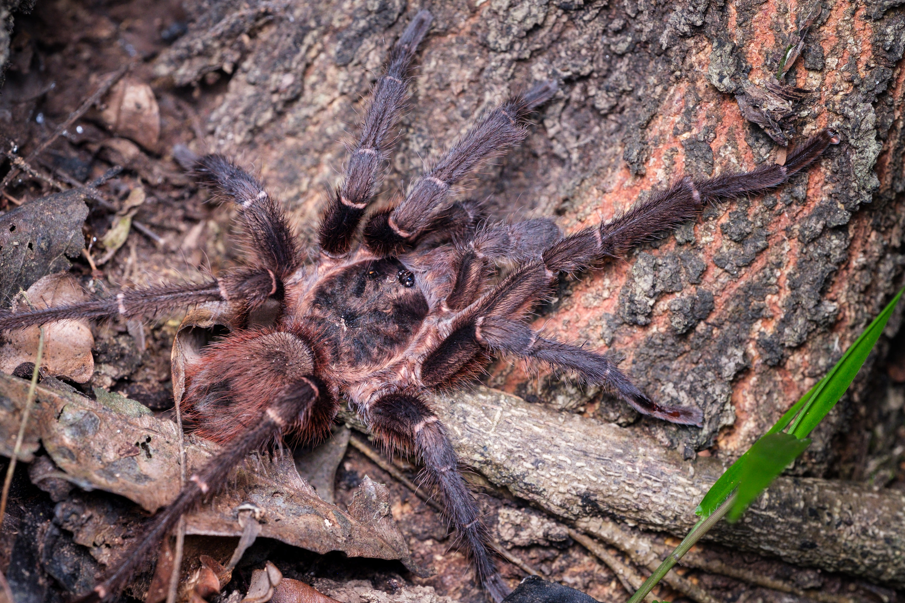Pinktoe tarantula (Avicularia avicularia)