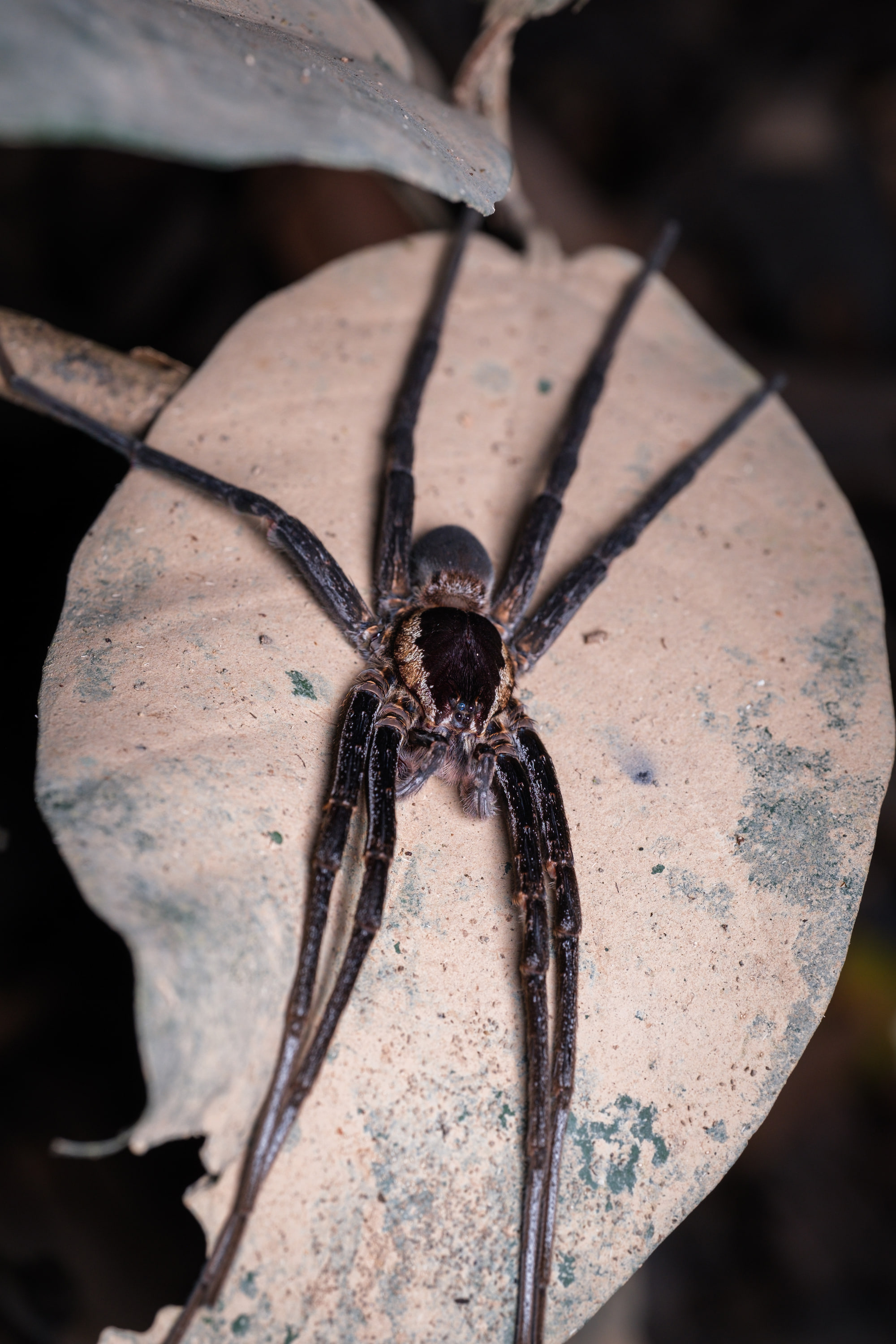 Unidentified spider