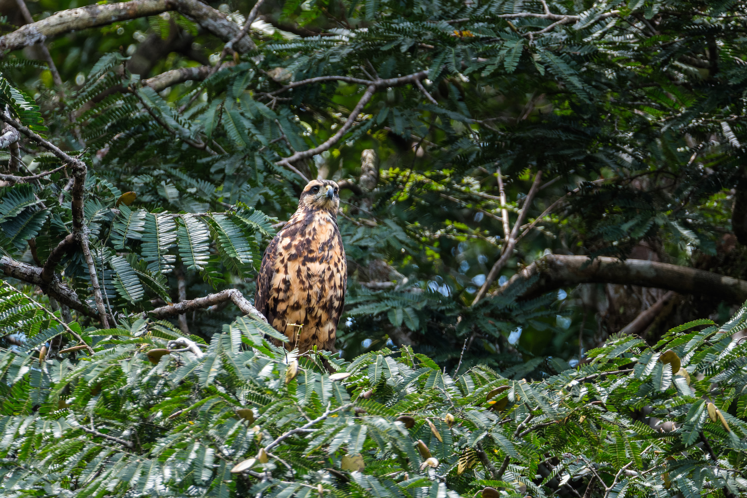 Great Black Hawk (Buteogallus urubitinga)