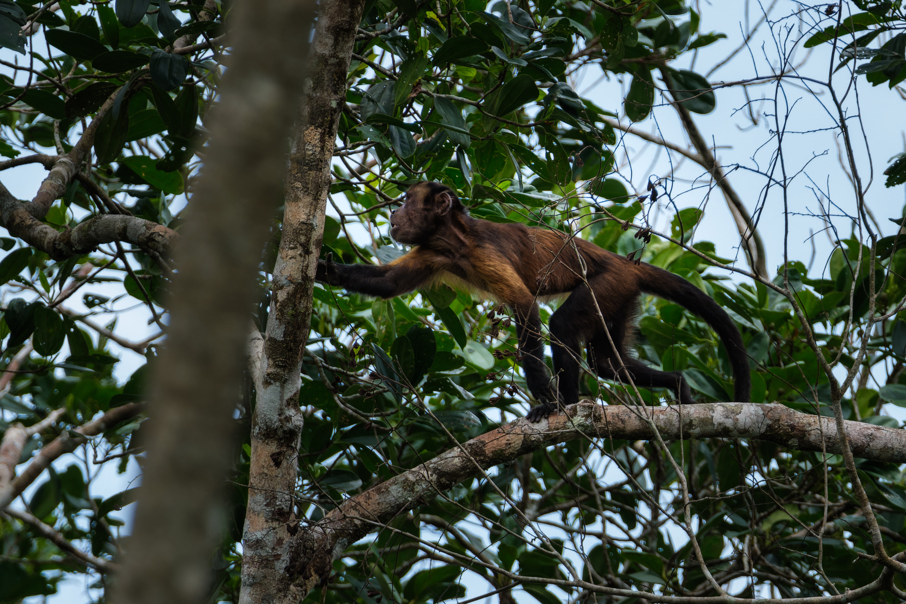 Large-headed capuchin (Sapajus apella macrocephalus)