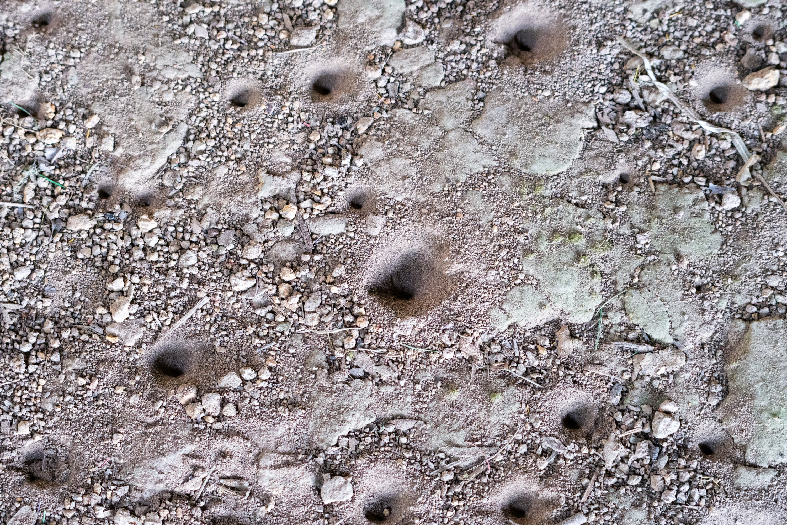 Antlion holes