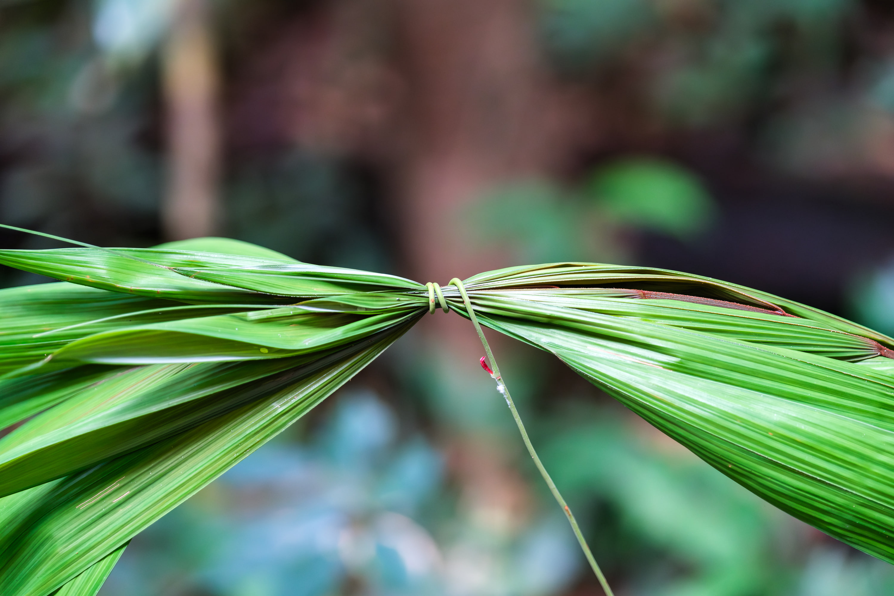 Amazonia, Peru