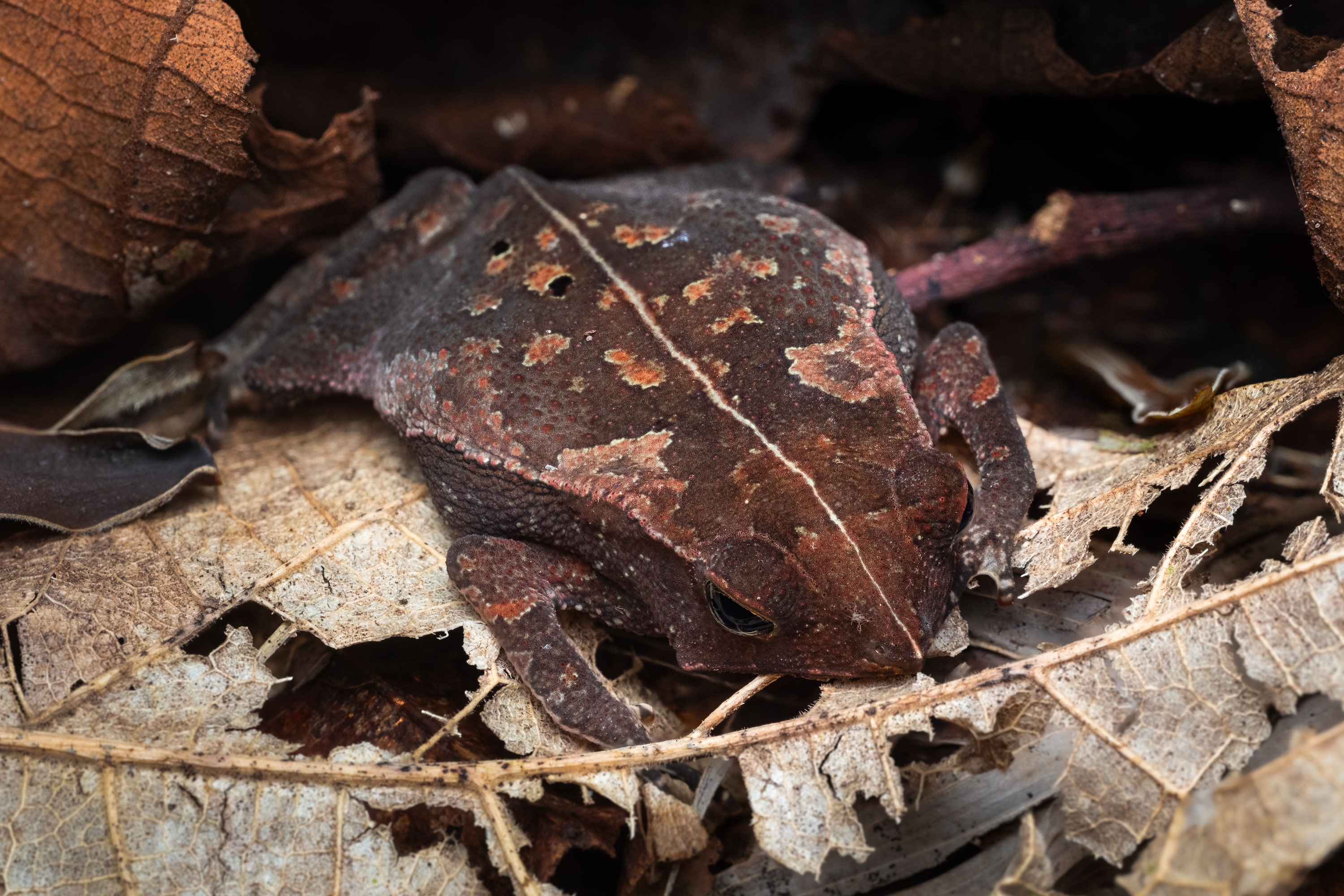 Crested forest toad (Rhinella margaritifera species complex)