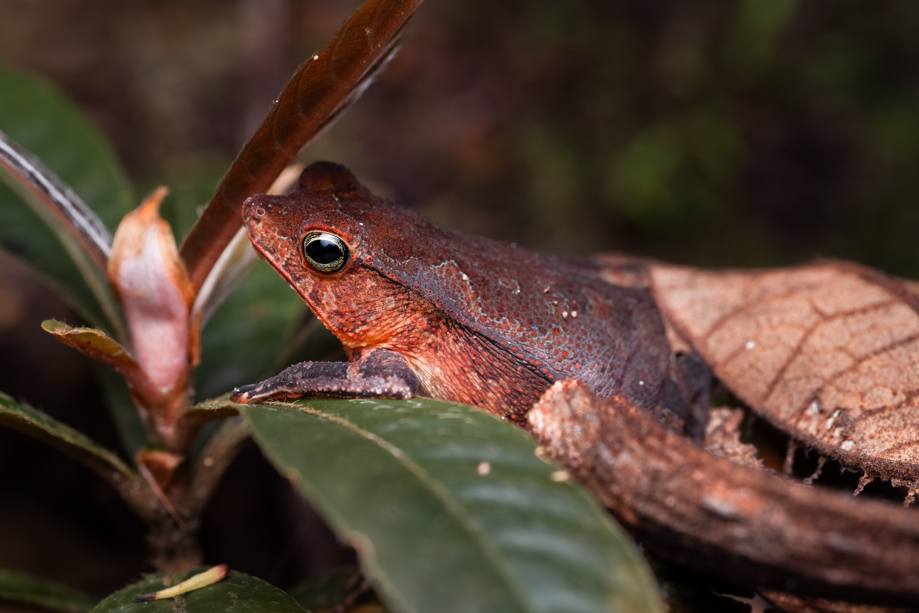 Crested forest toad (Rhinella margaritifera species complex)
