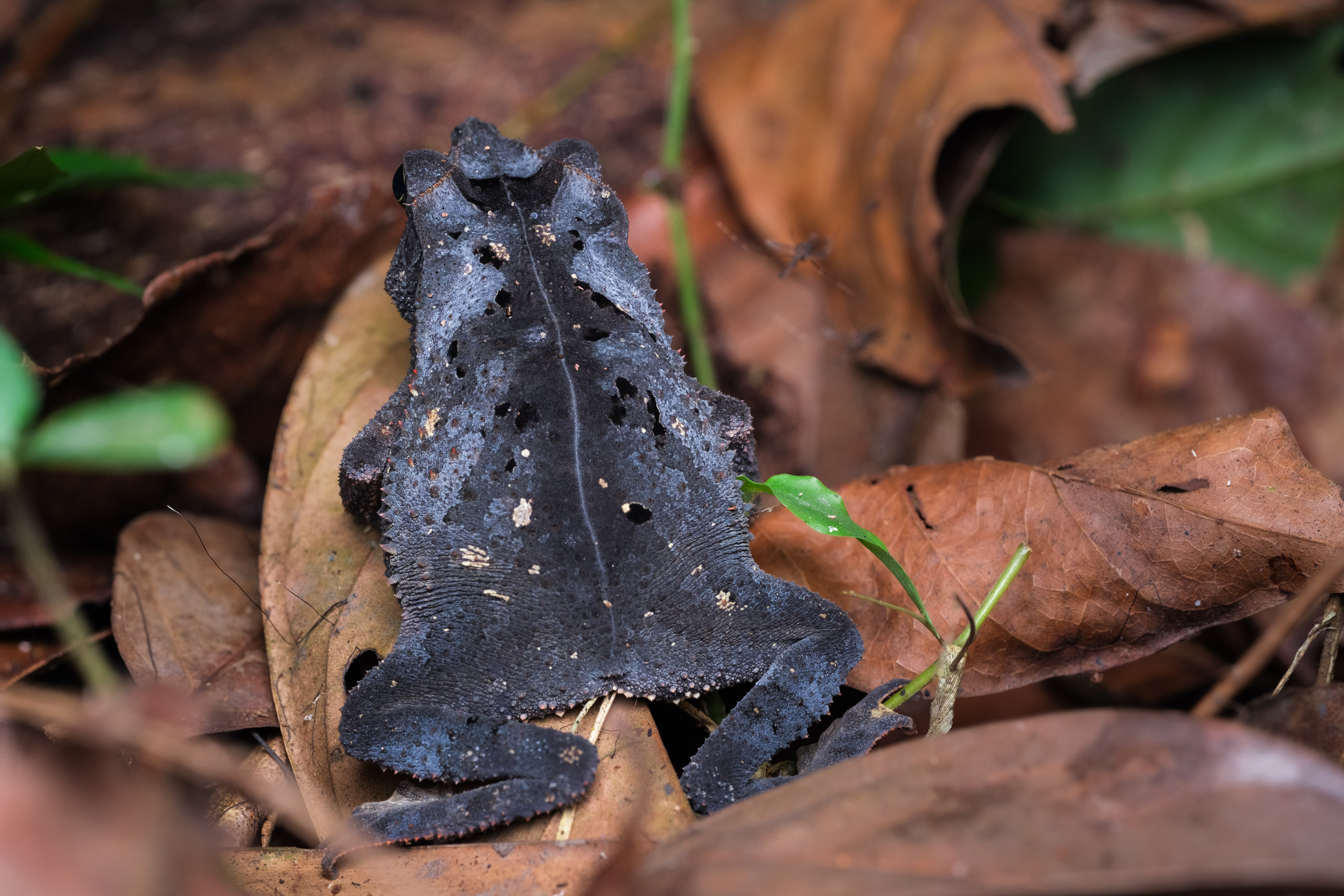 Crested forest toad (Rhinella margaritifera species complex)
