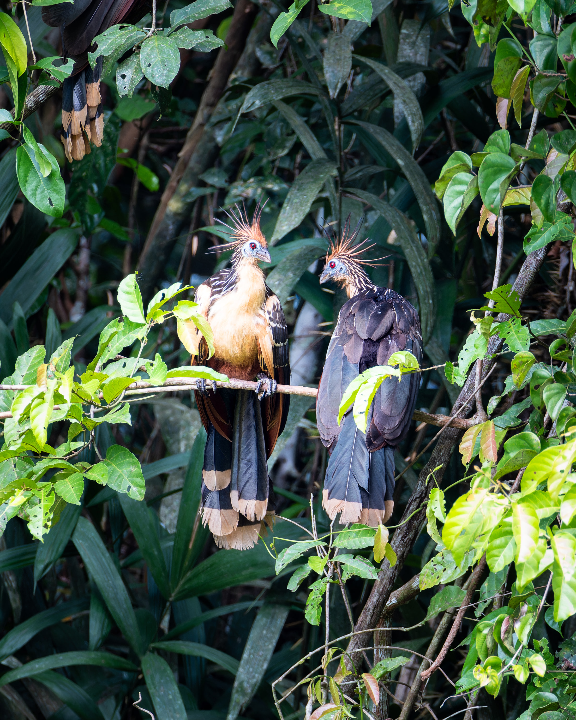 Hoatzin (Opisthocomus hoazin)