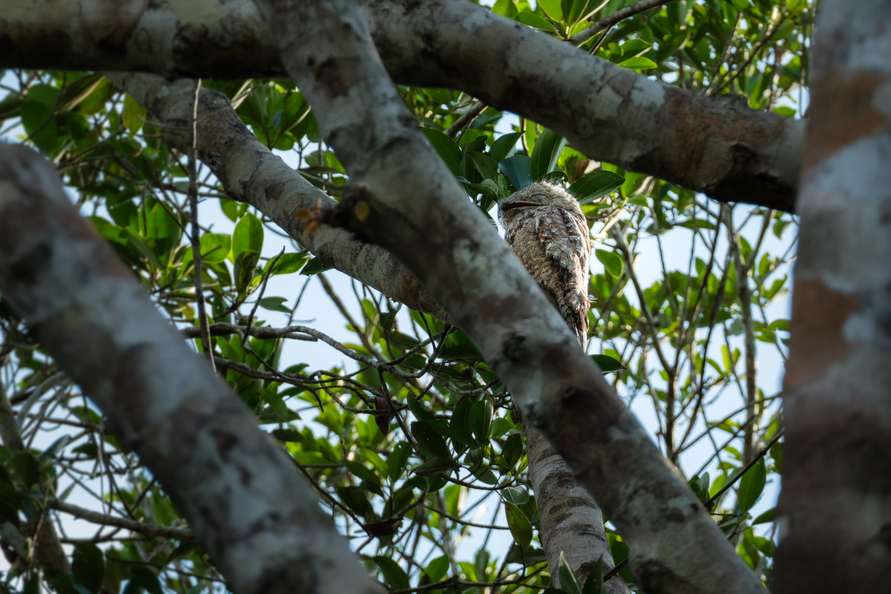 Great potoo (Nyctibius grandis)