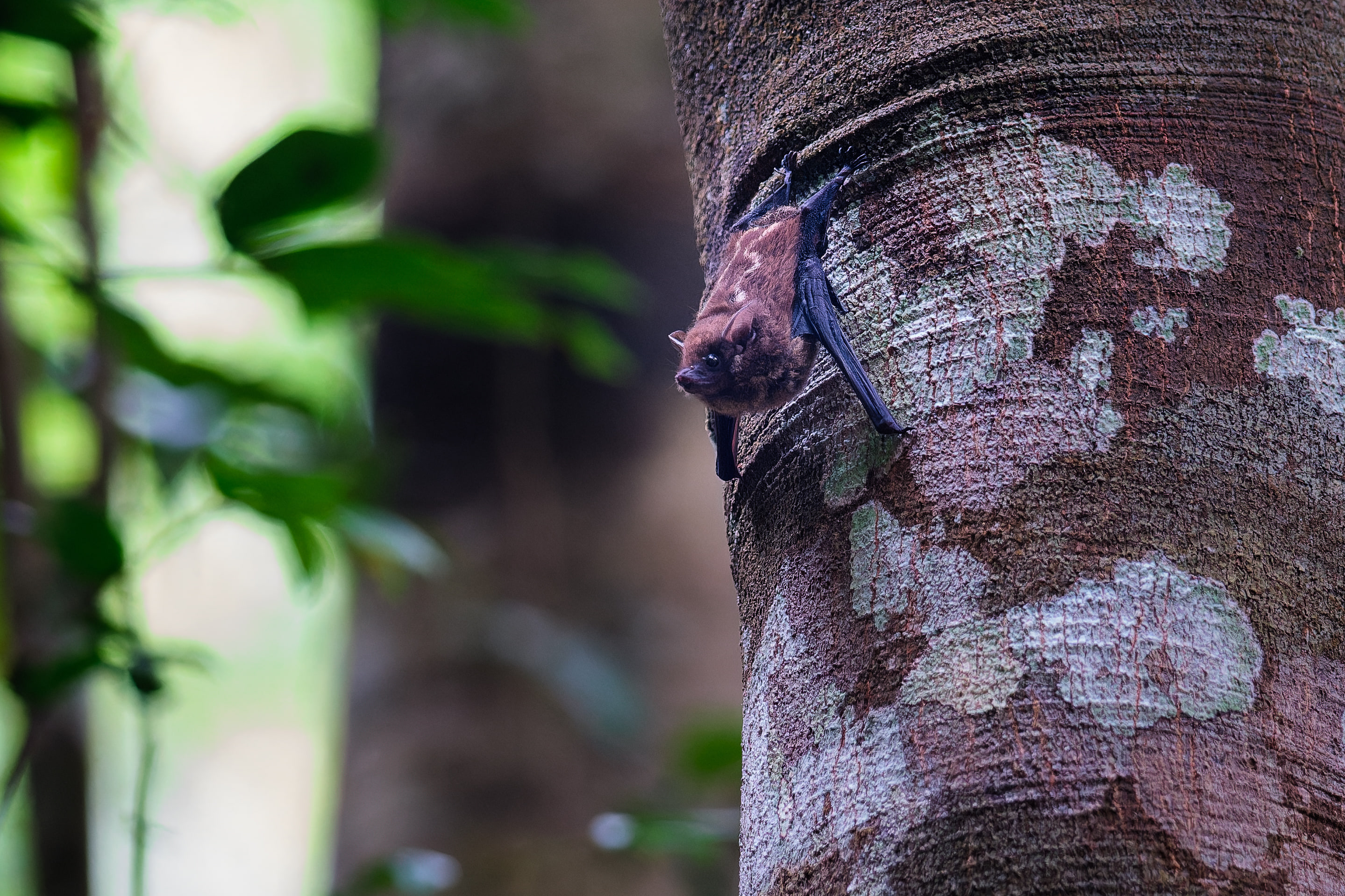 Greater sac-winged bat (Saccopteryx bilineata)
