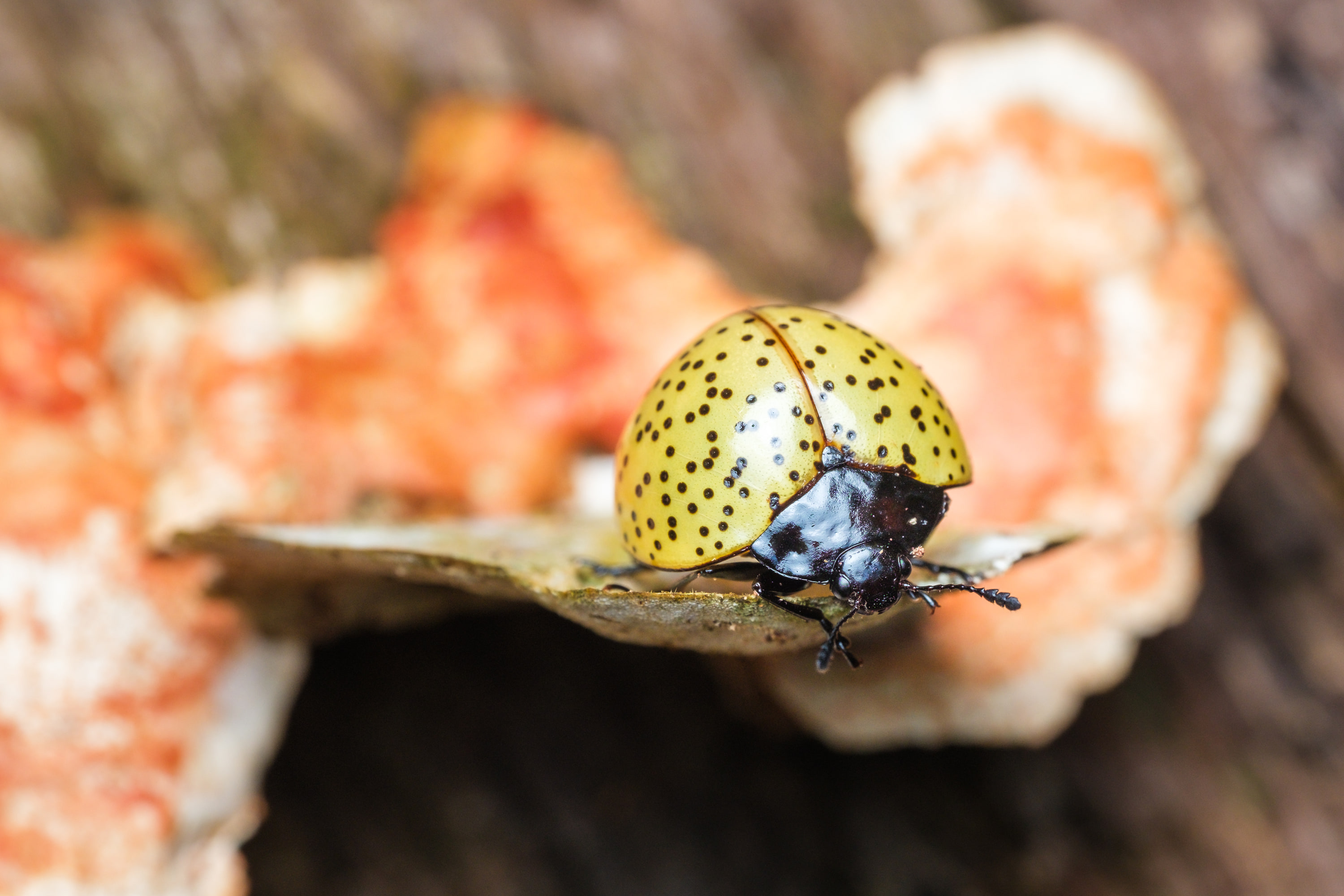 Pleasing fungus beetle (Aegithus sp.)