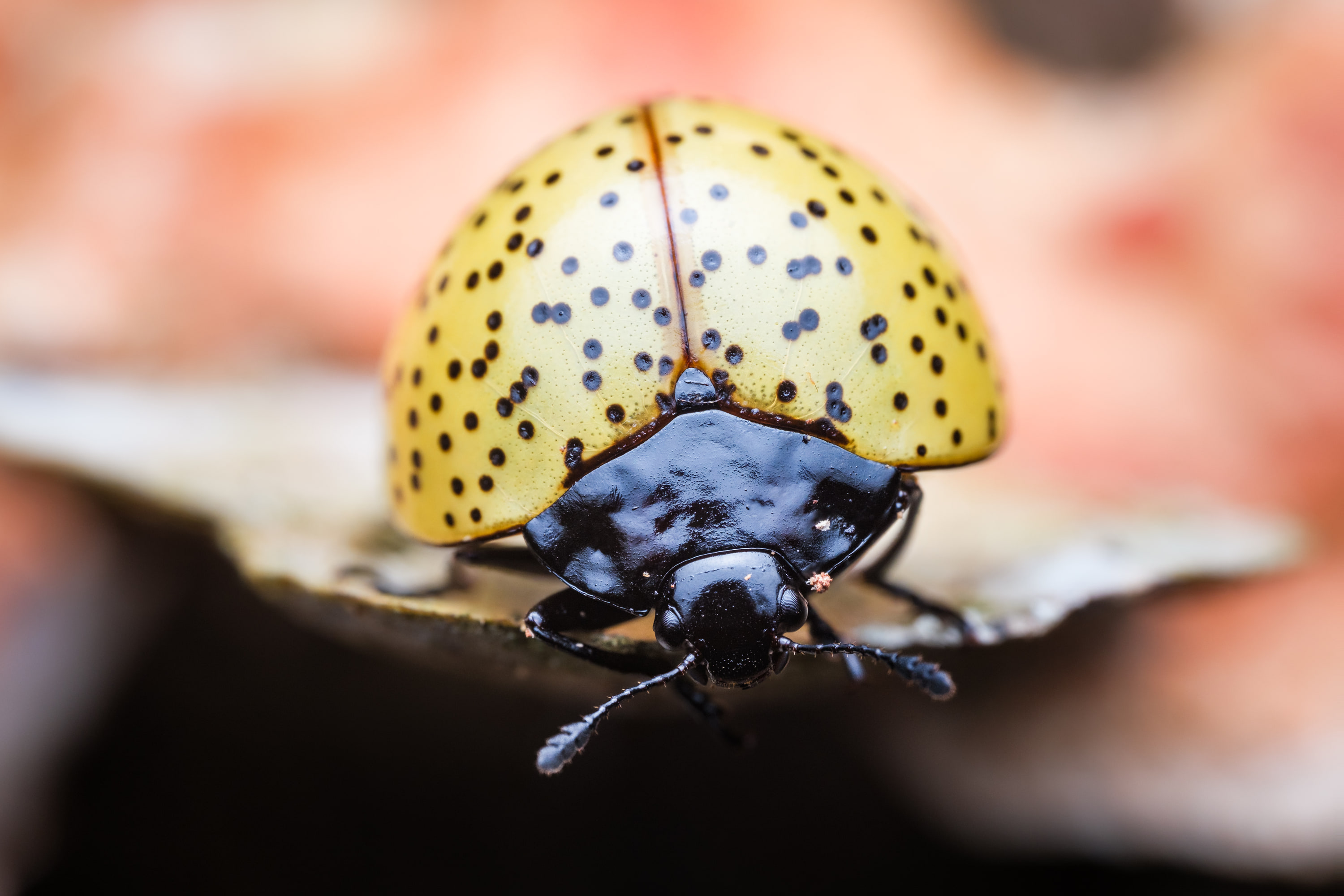 Pleasing fungus beetle (Aegithus sp.)