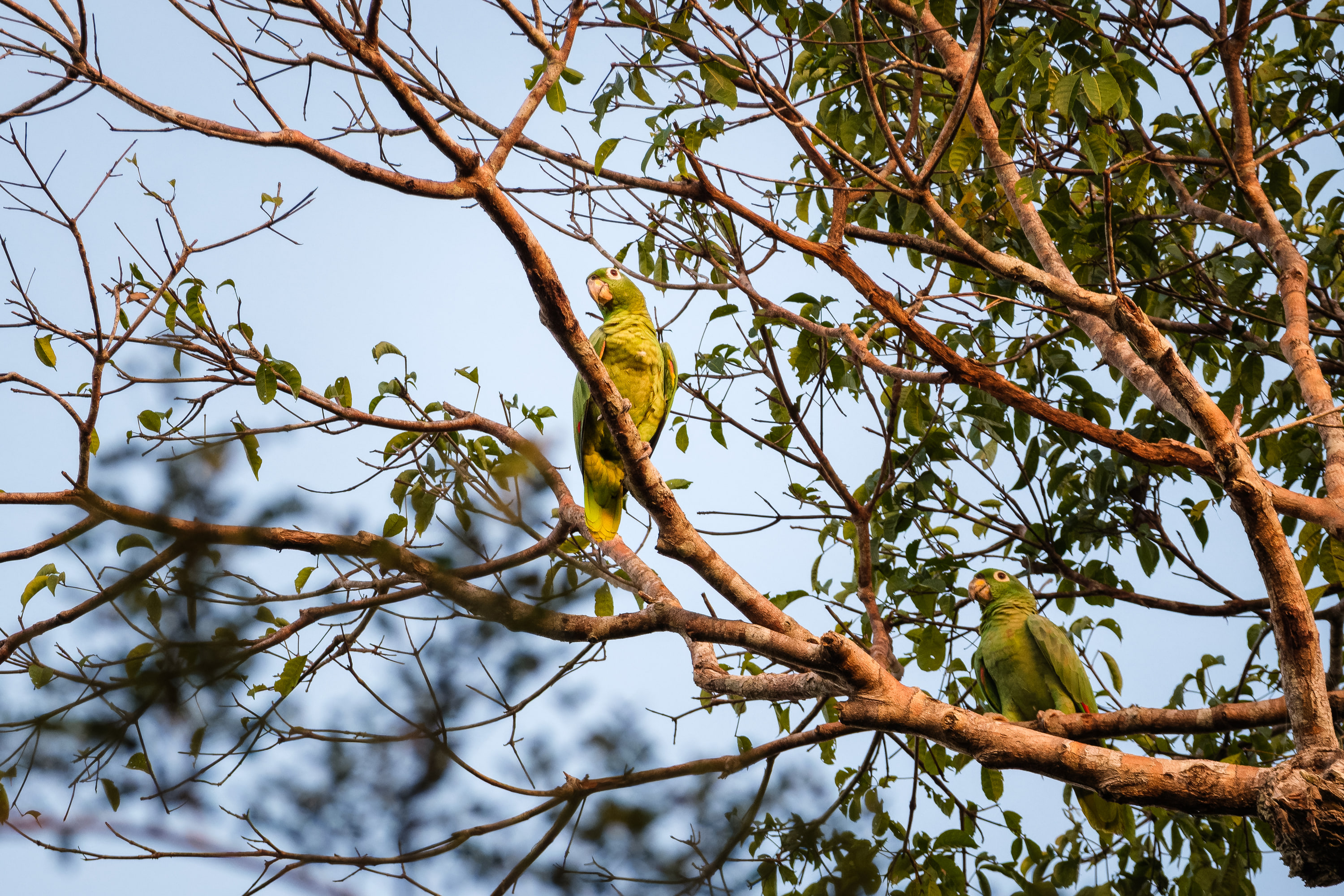Mealy Amazon (Amazona farinosa)
